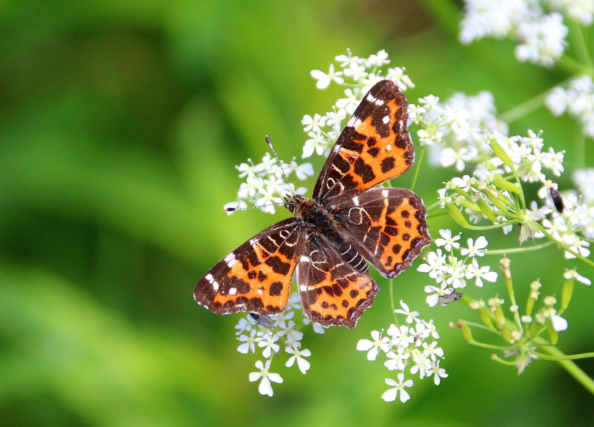 Valokuvaaja: Tuukka Pahtamaa