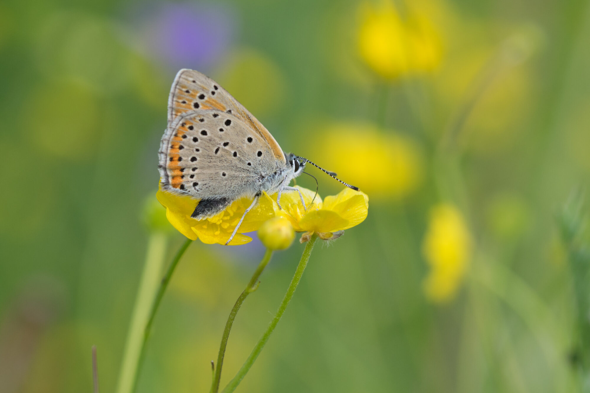 Valokuvaaja: Päivi Mustonen