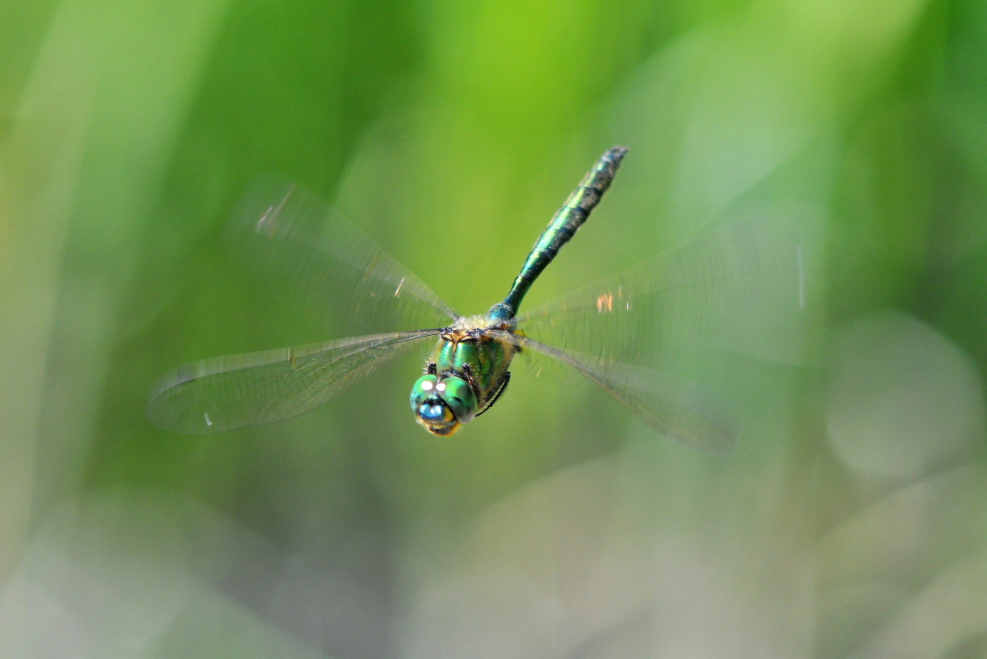 Valokuvaaja: Kaarlo Asikainen