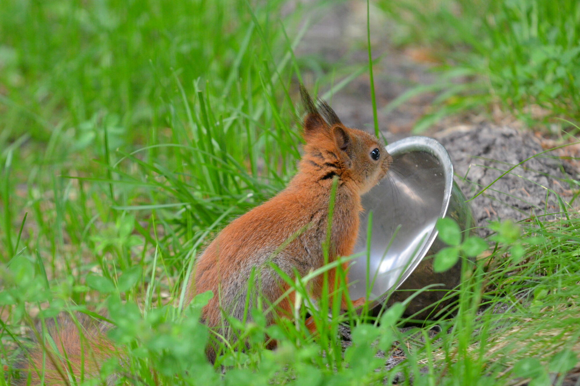 Valokuvaaja: Kaarlo Asikainen