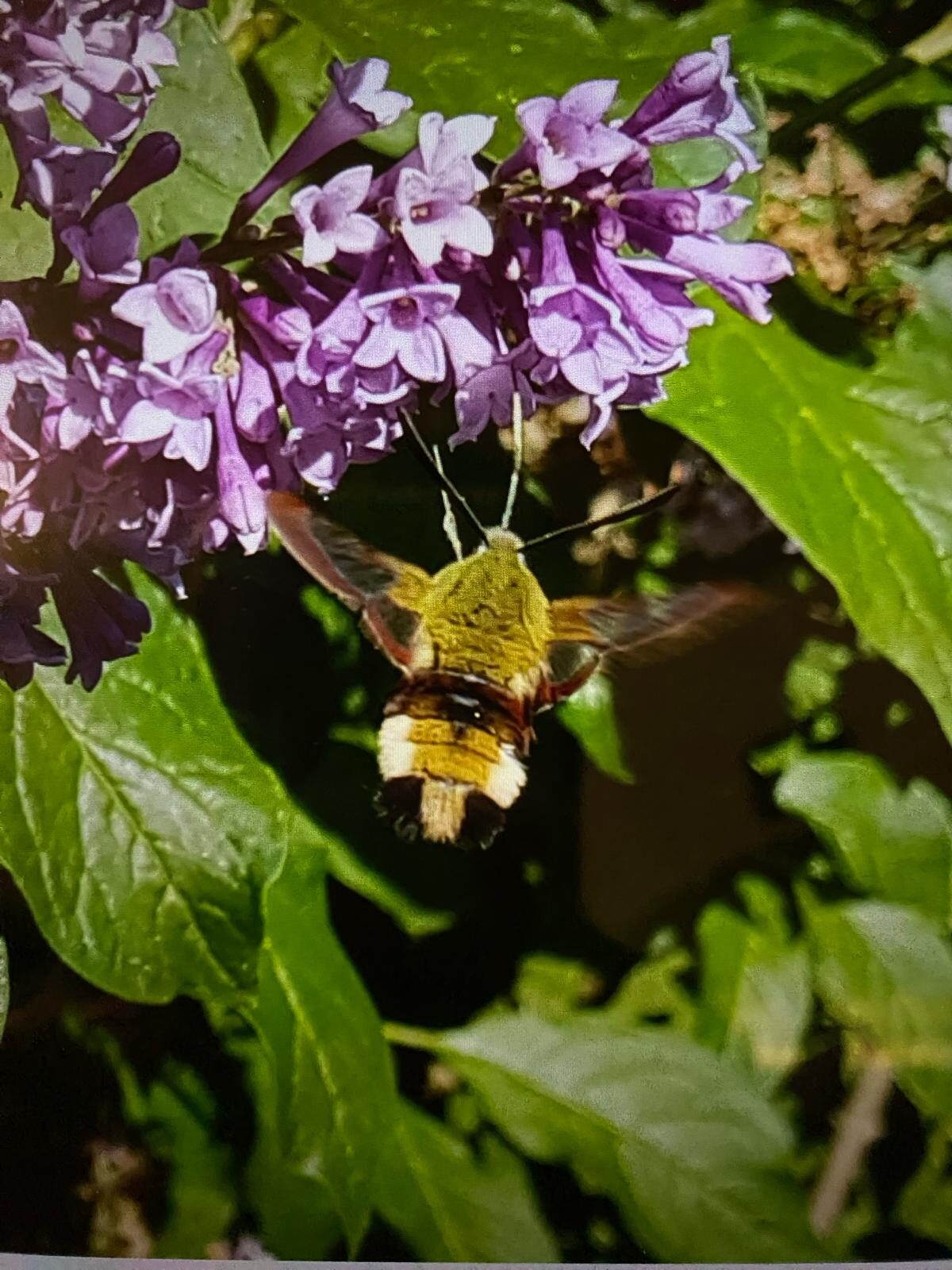 Valokuvaaja: Anita Heino