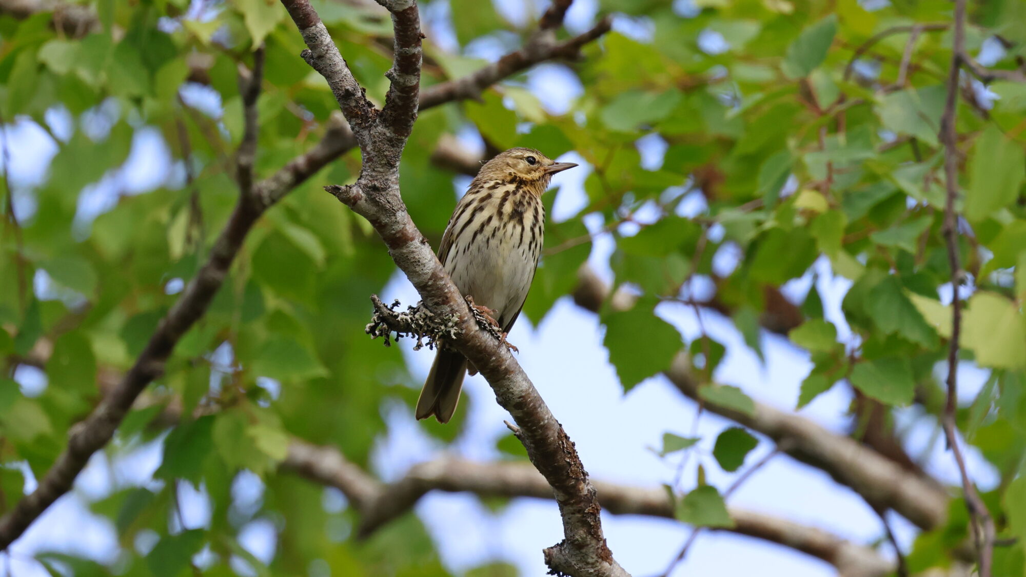 Valokuvaaja: TOMMI KUJALA