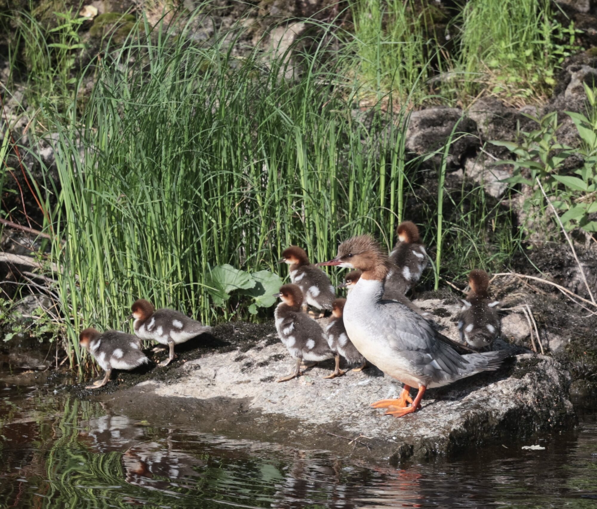 Valokuvaaja: Teija Sorjonen