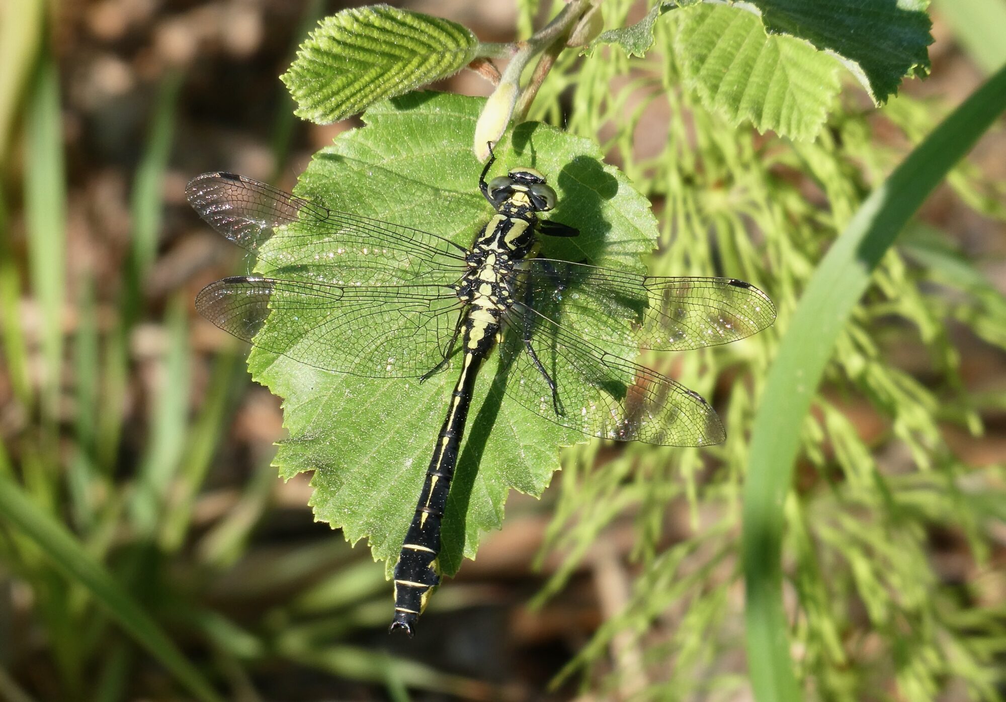 Valokuvaaja: Liisa Niiva-Korpela