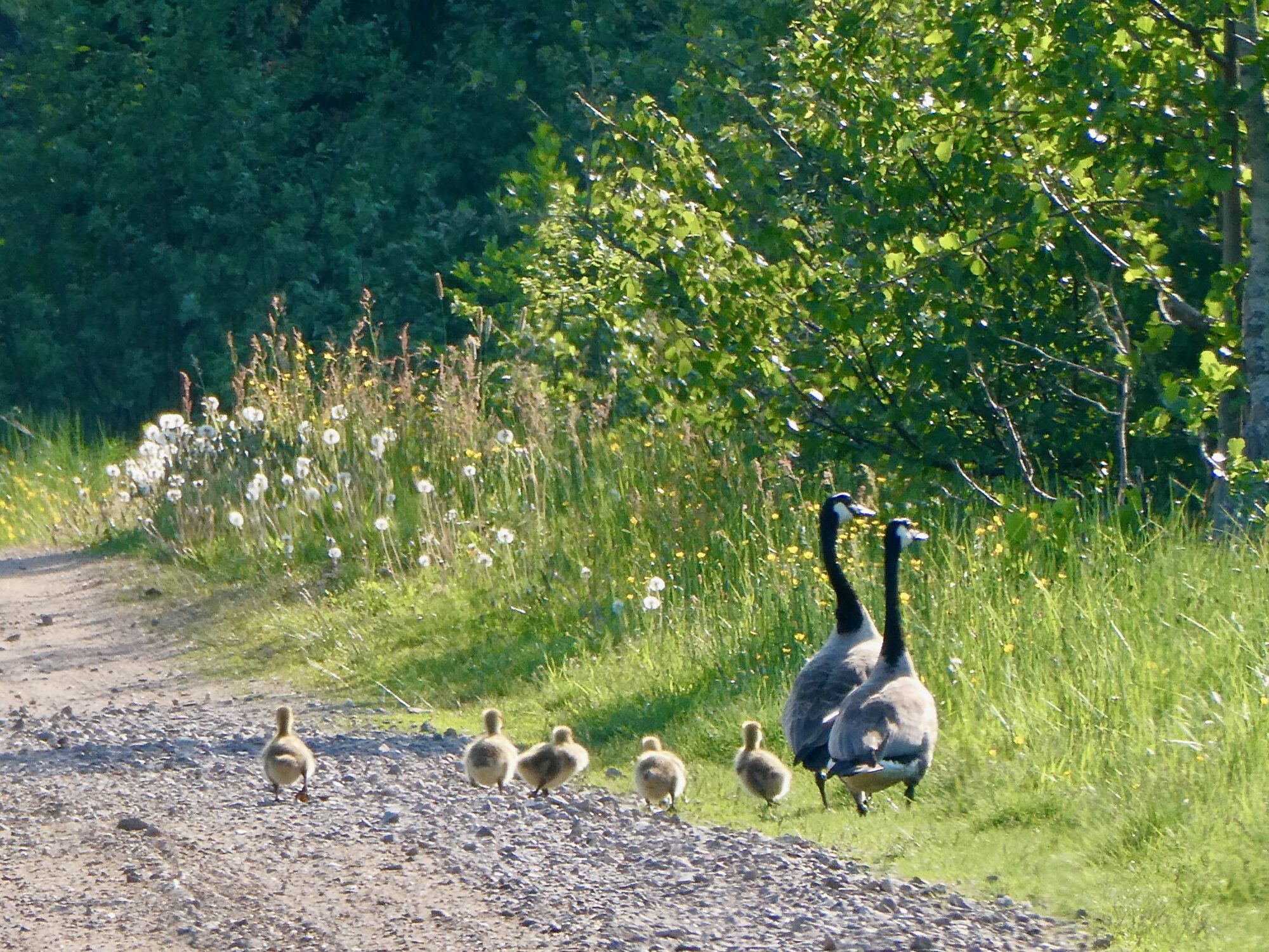 Valokuvaaja: Liisa Niiva-Korpela