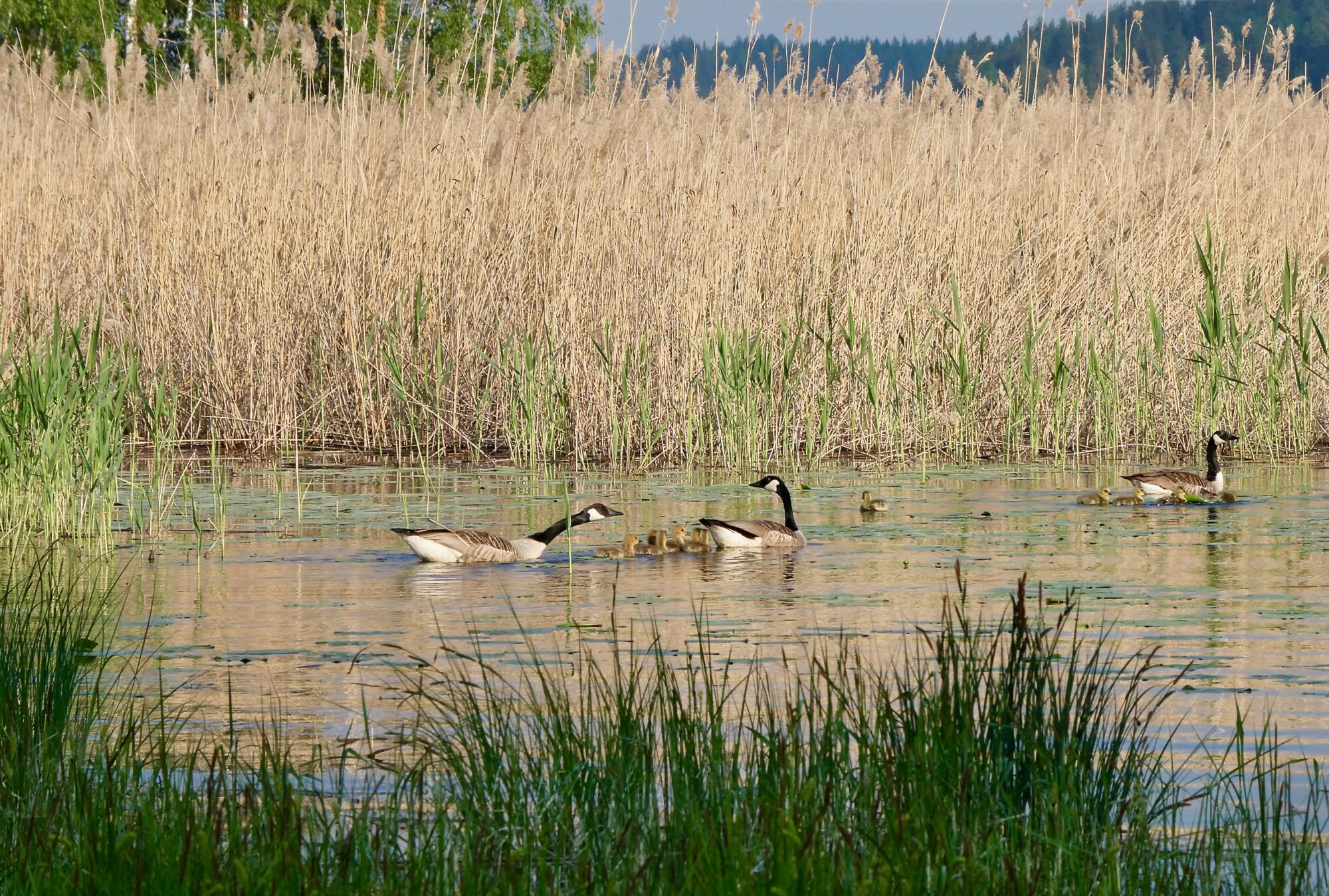 Valokuvaaja: Liisa Niiva-Korpela