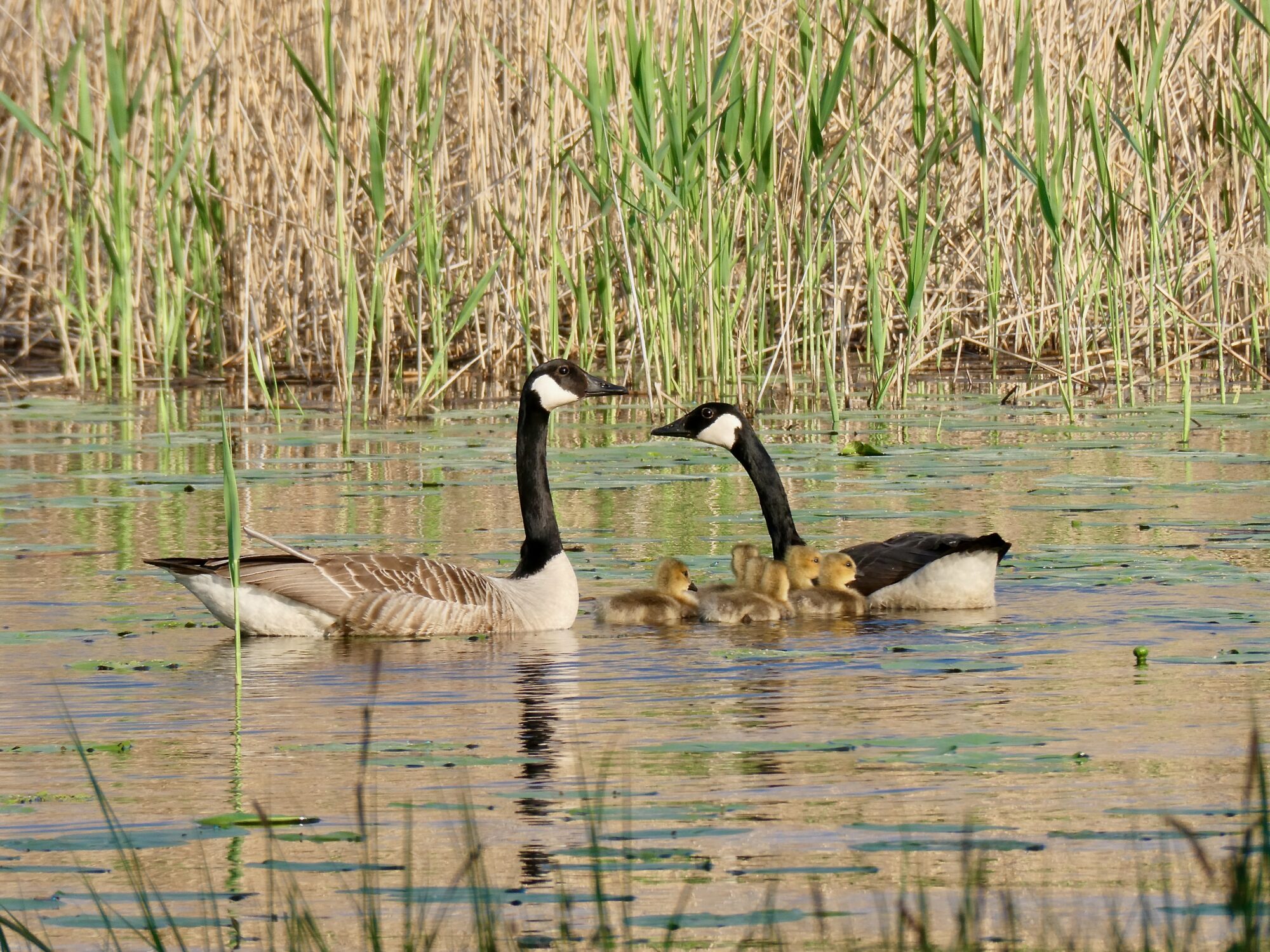 Valokuvaaja: Liisa Niiva-Korpela Valokuvaaja: Liisa Niiva-Korpela