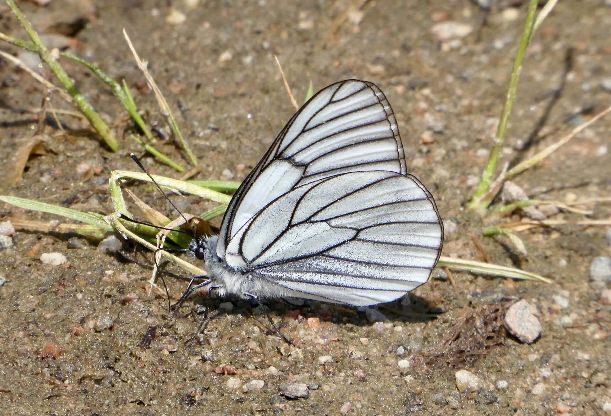 Valokuvaaja: Liisa Niiva-Korpela Valokuvaaja: Liisa Niiva-Korpela