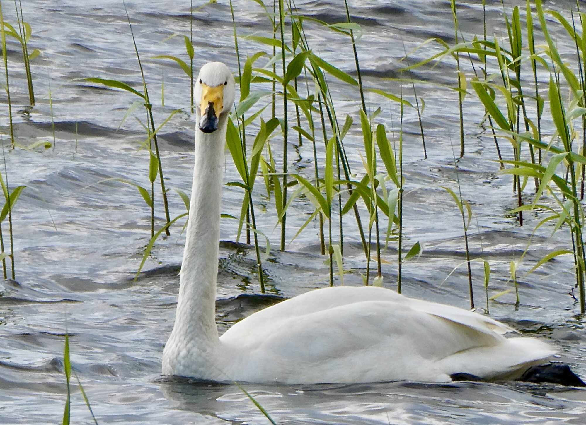 Valokuvaaja: Liisa Niiva-Korpela