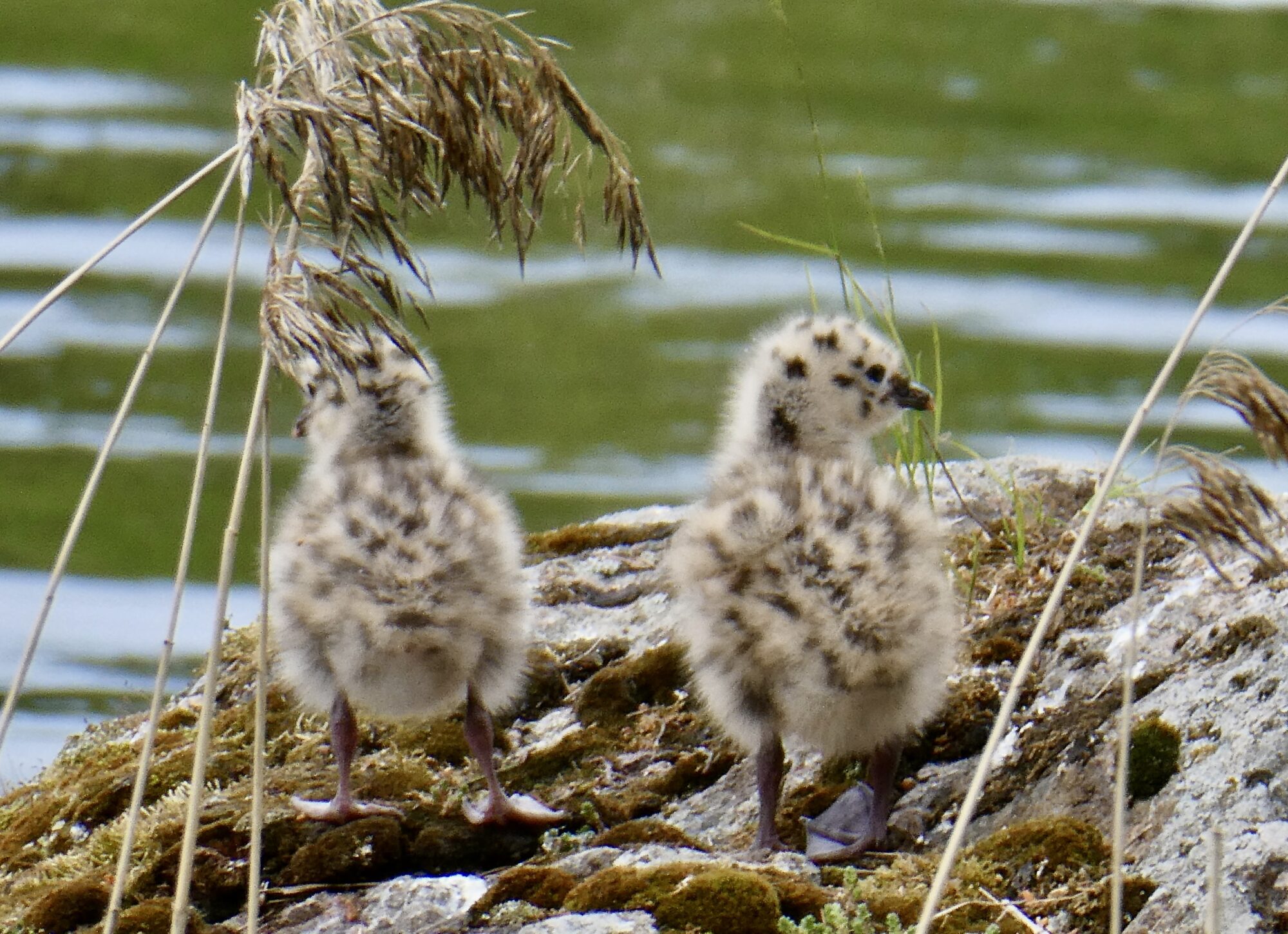 Valokuvaaja: Liisa Niiva-Korpela