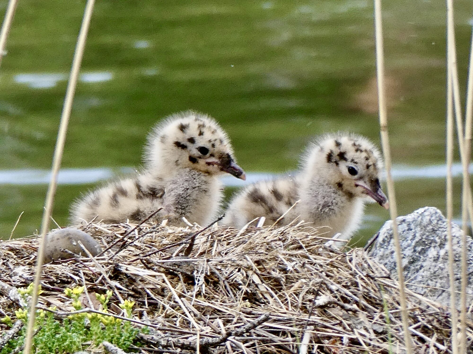 Valokuvaaja: Liisa Niiva-Korpela
