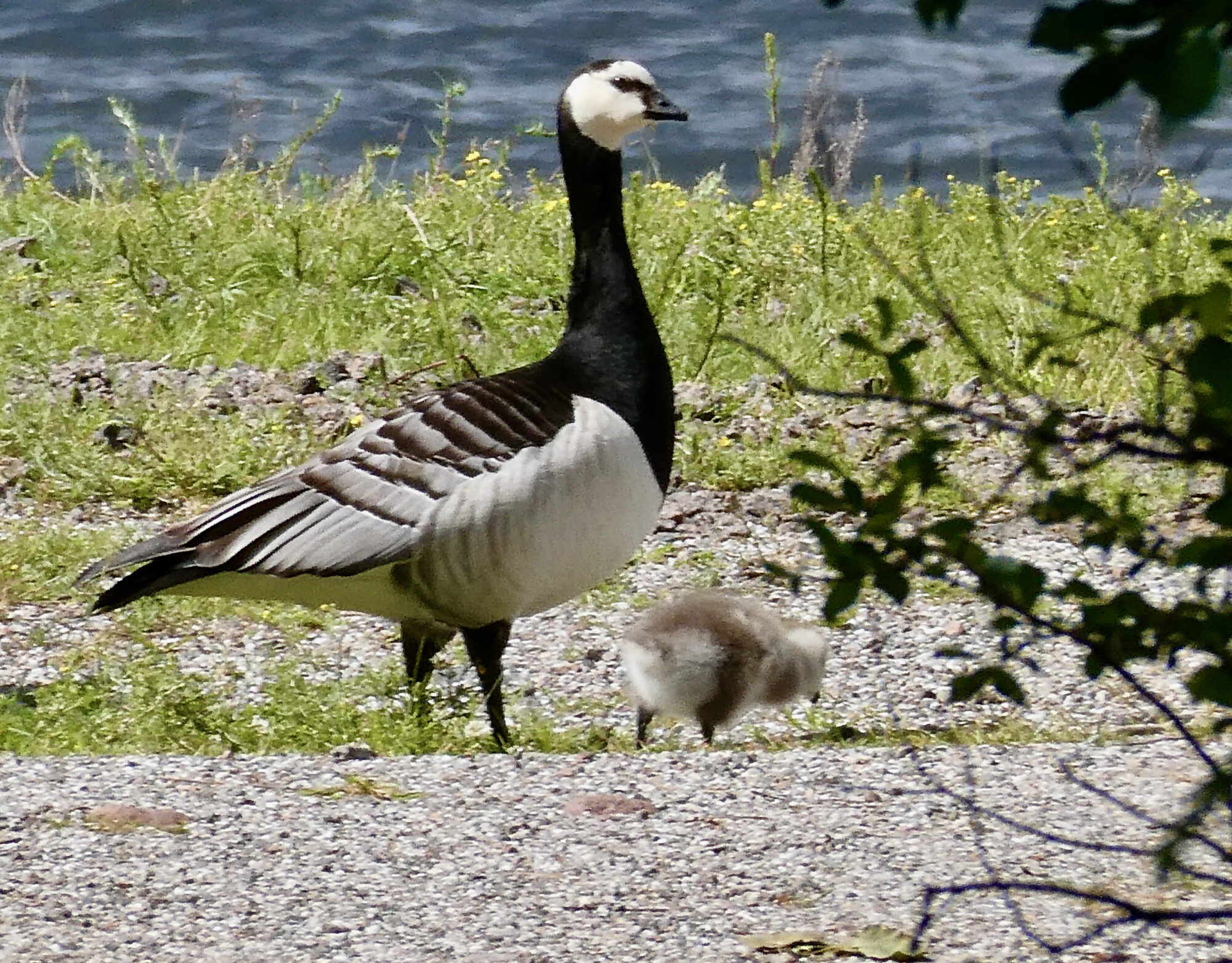 Valokuvaaja: Liisa Niiva-Korpela