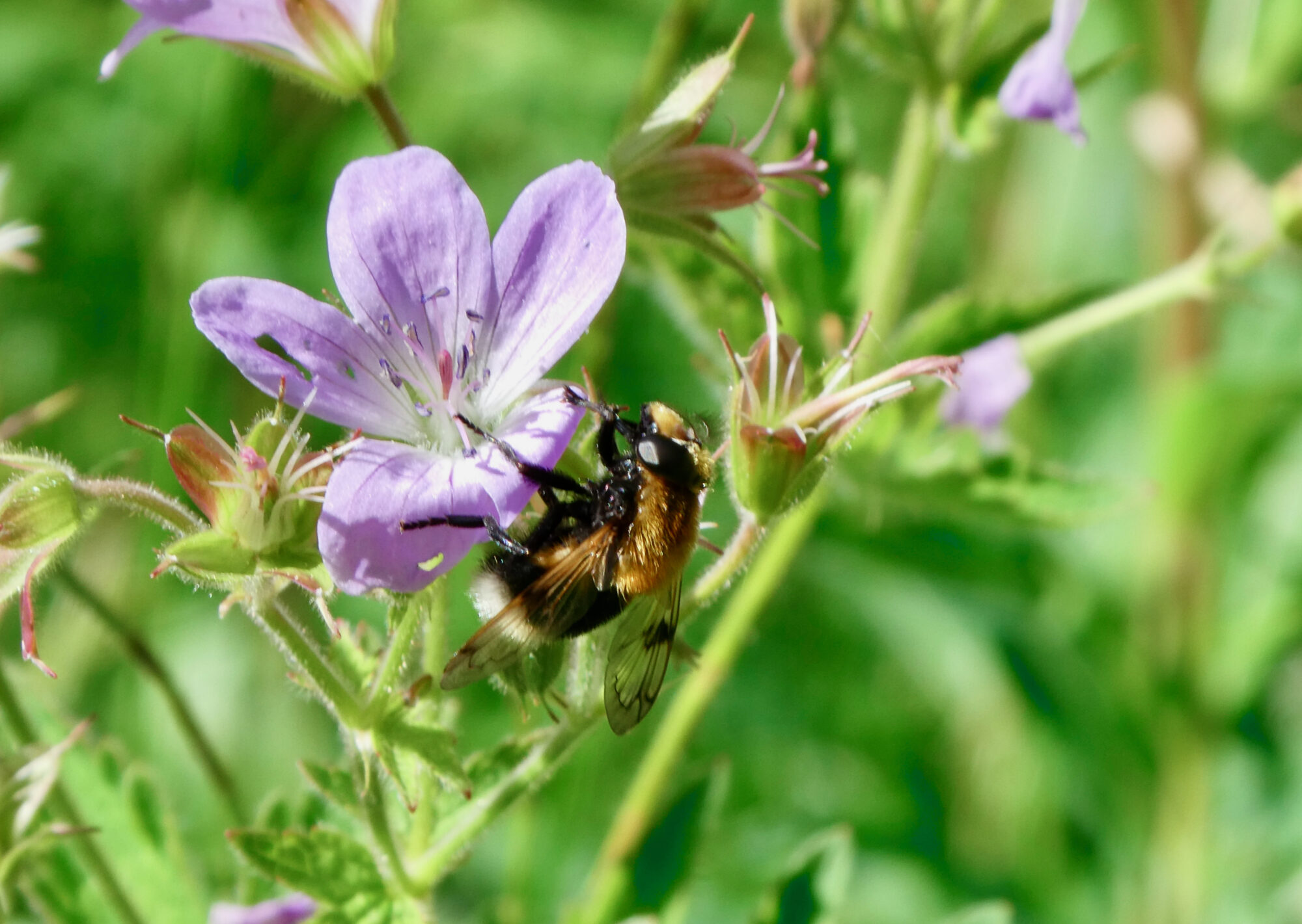 Valokuvaaja: Liisa Niiva-Korpela
