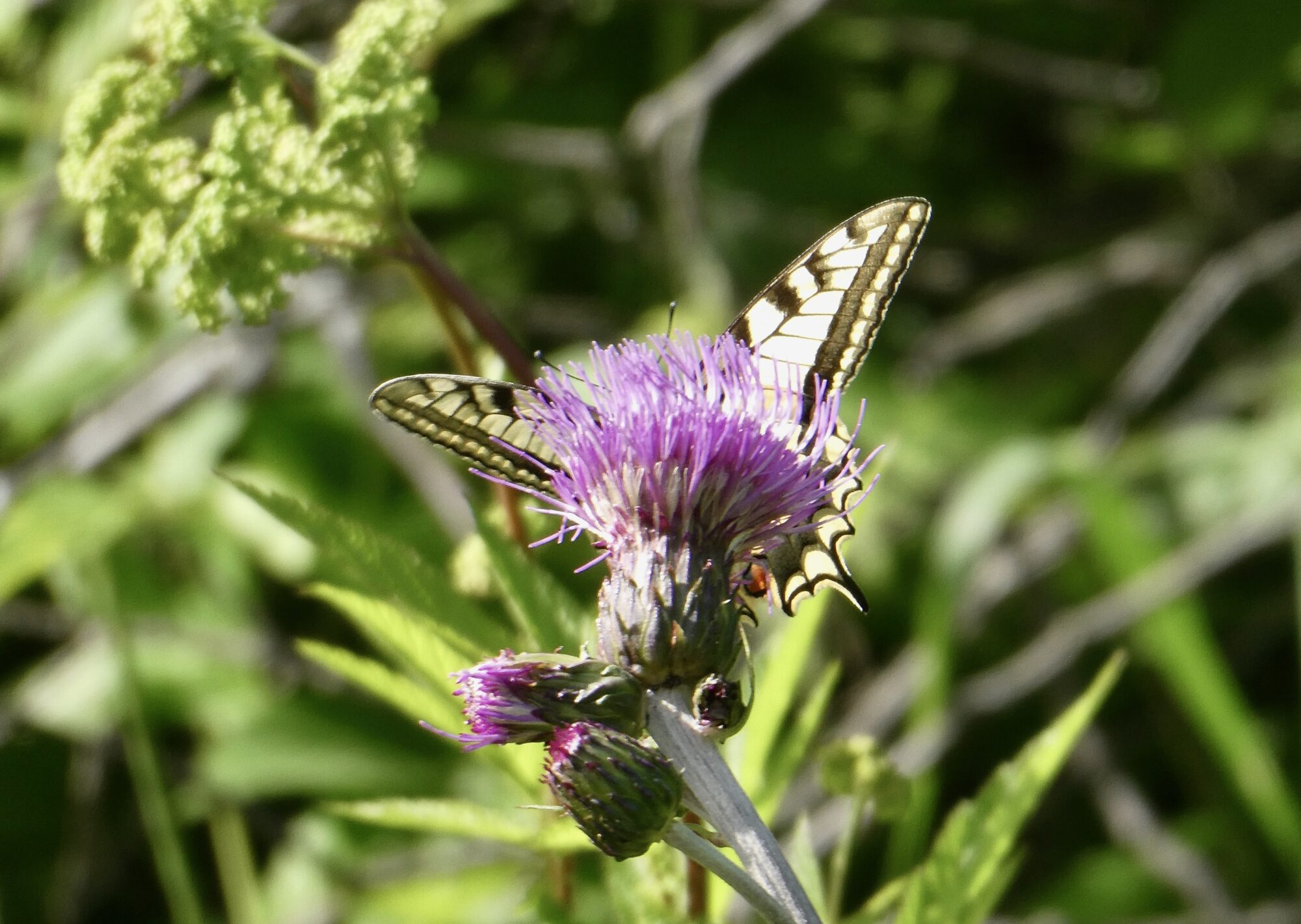 Valokuvaaja: Liisa Niiva-Korpela