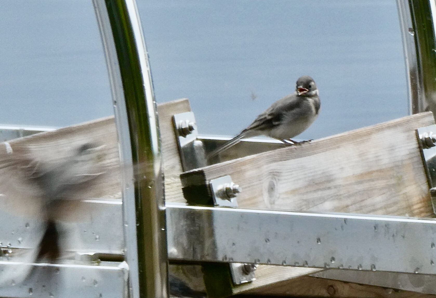 Valokuvaaja: Liisa Niiva-Korpela