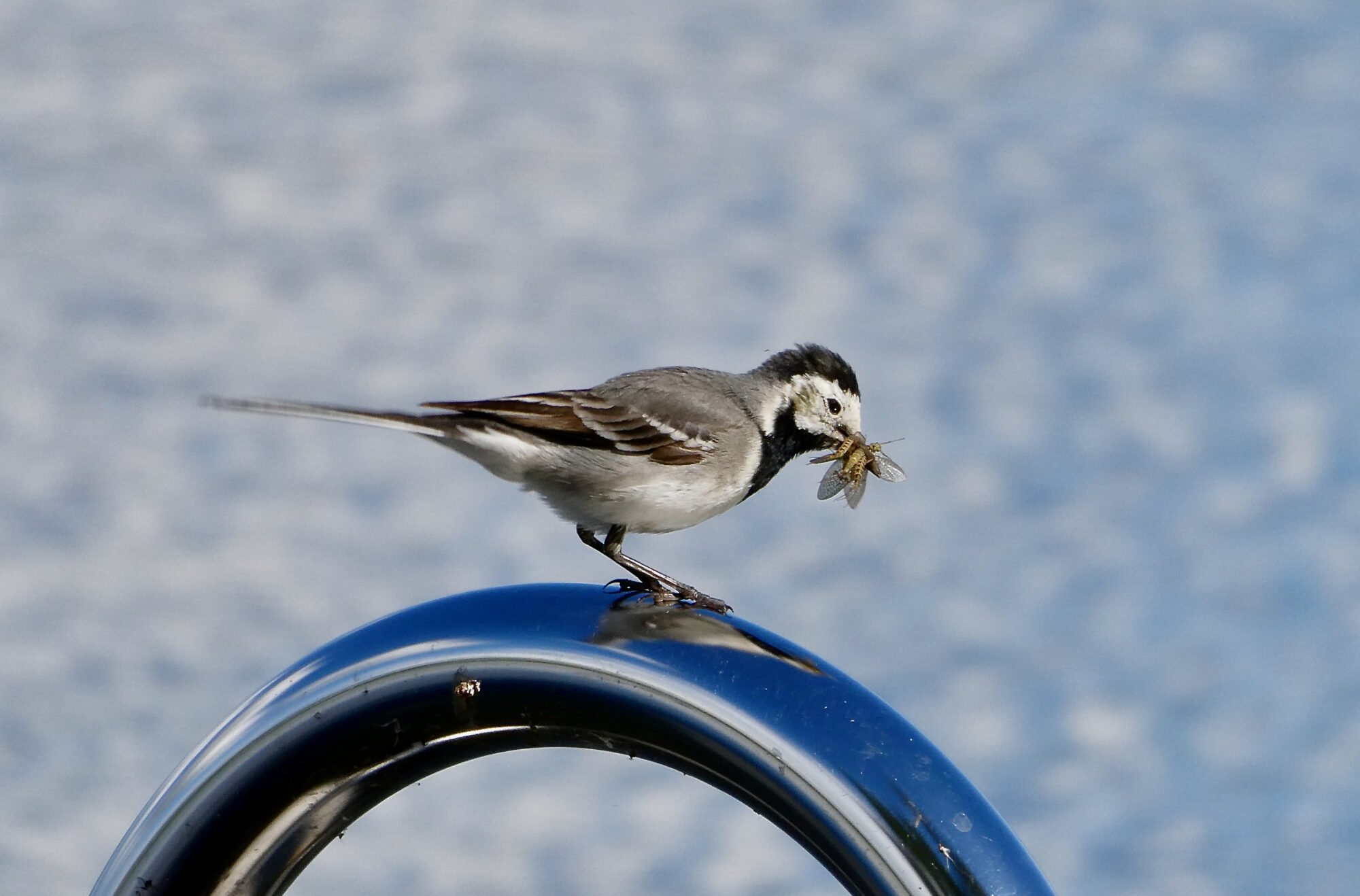 Valokuvaaja: Liisa Niiva-Korpela Valokuvaaja: Liisa Niiva-Korpela