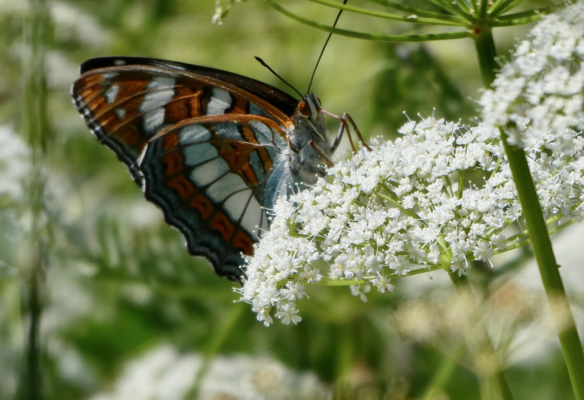 Valokuvaaja: Liisa Niiva-Korpela
