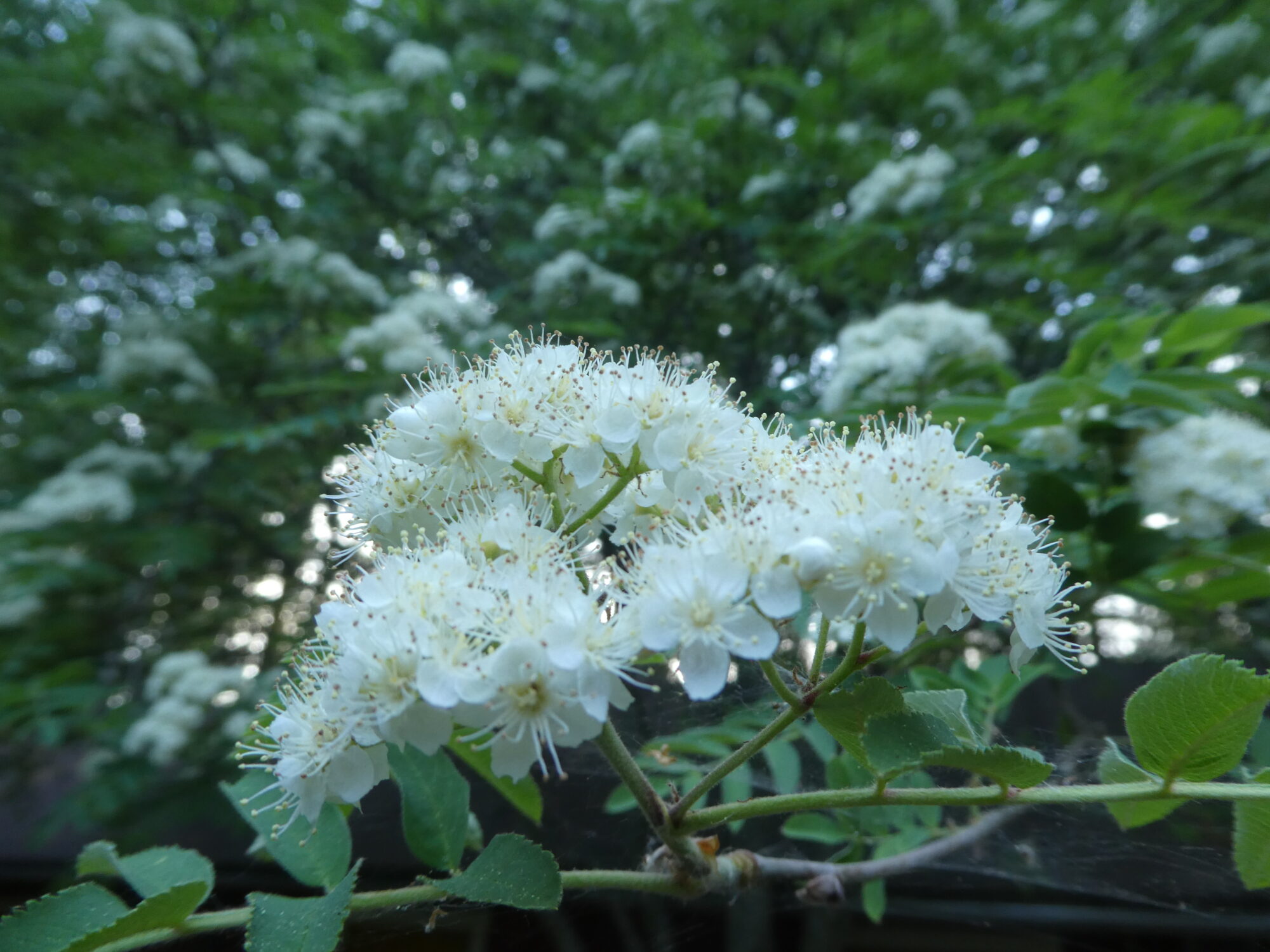 Valokuvaaja: Anja Mustamaa