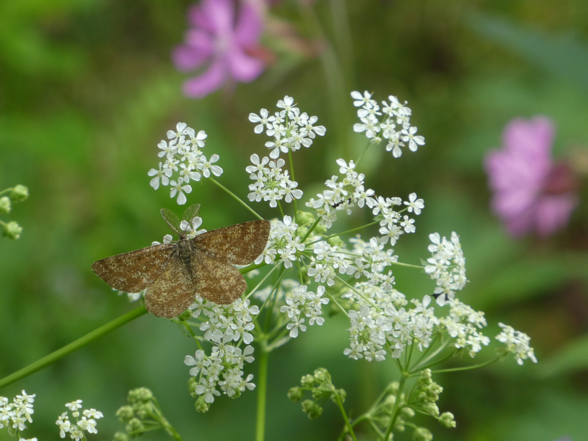 Valokuvaaja: Anja Mustamaa