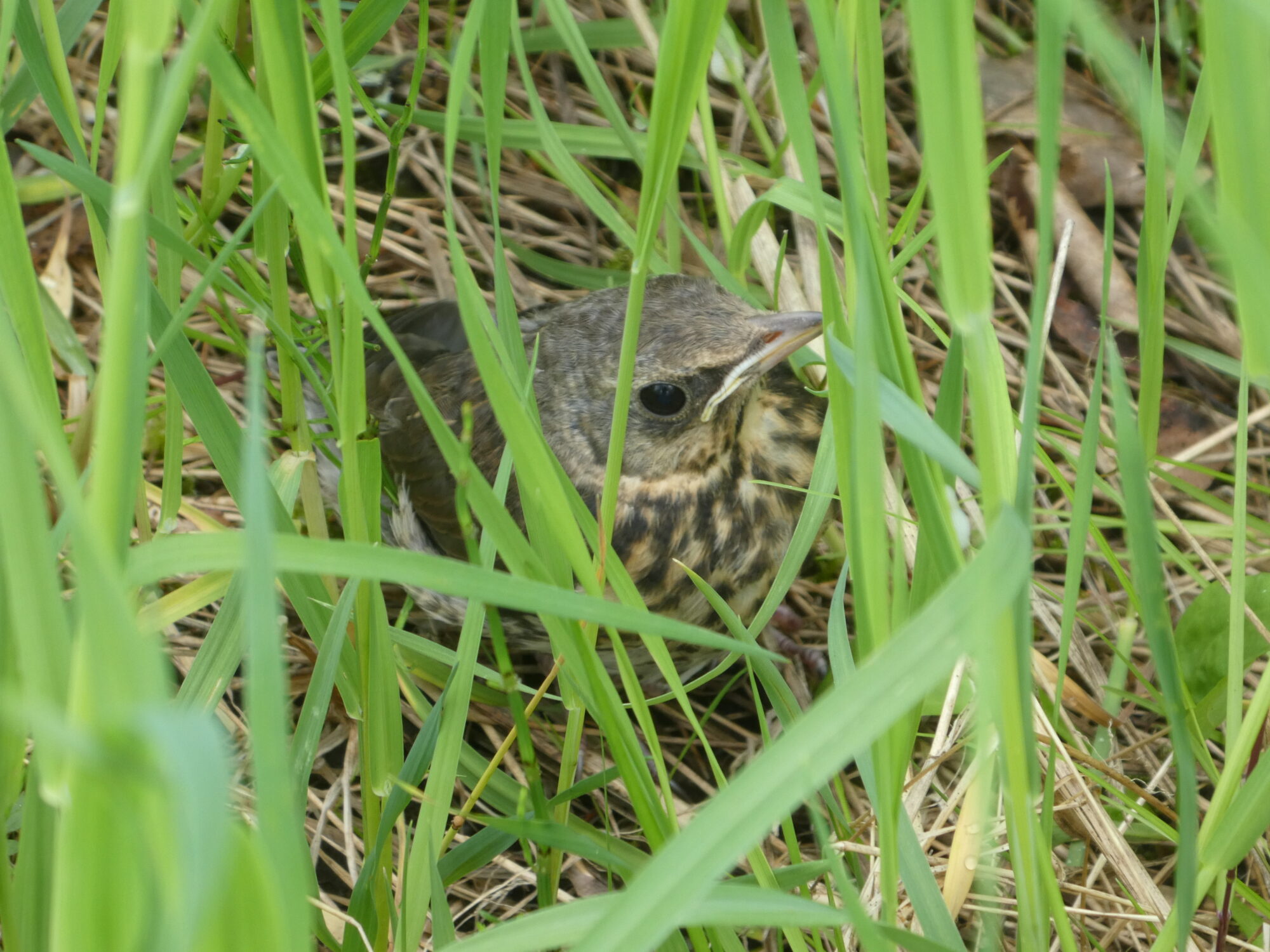 Valokuvaaja: Anja Mustamaa