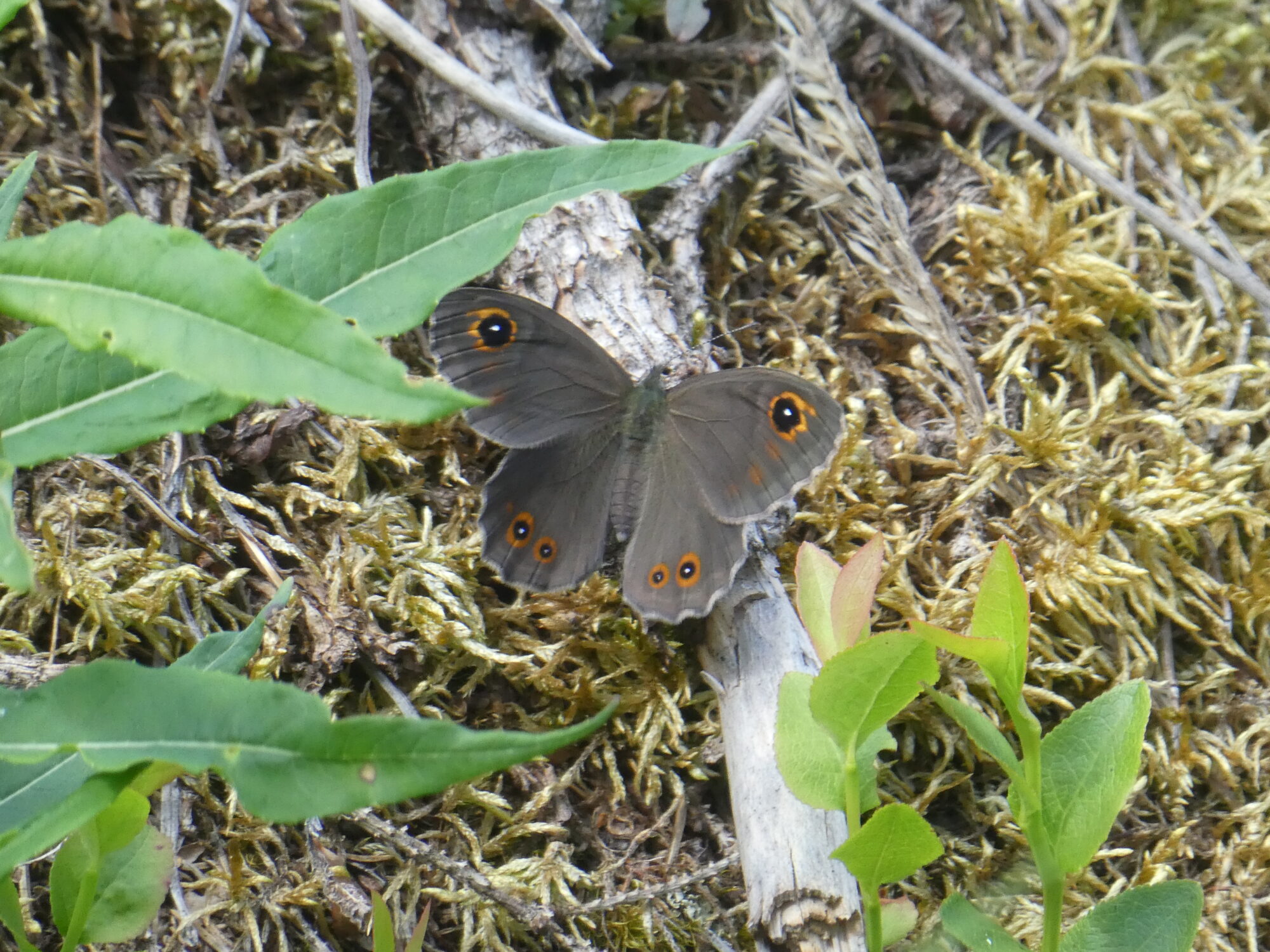 Valokuvaaja: Anja Mustamaa