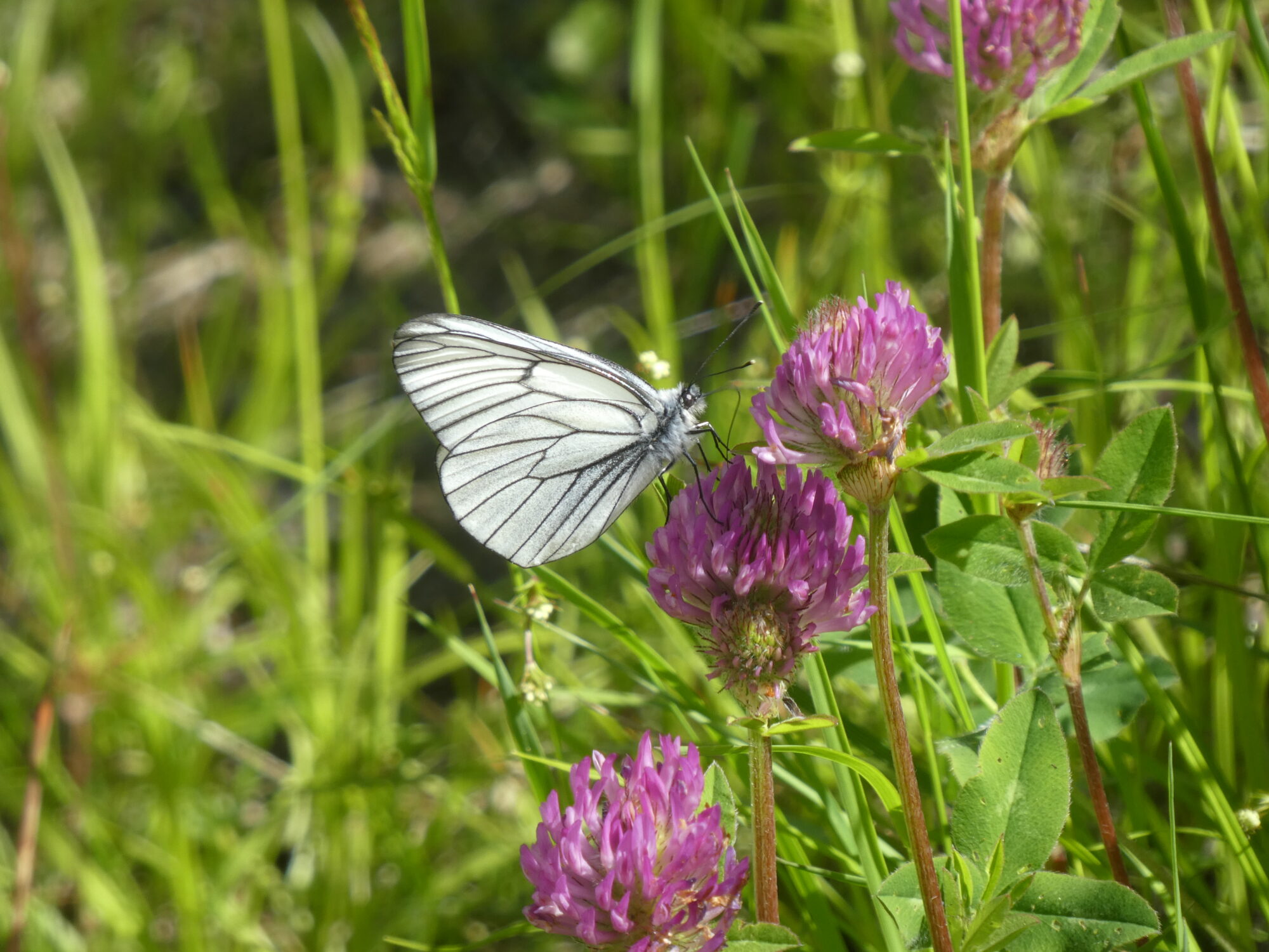 Valokuvaaja: Anja Mustamaa