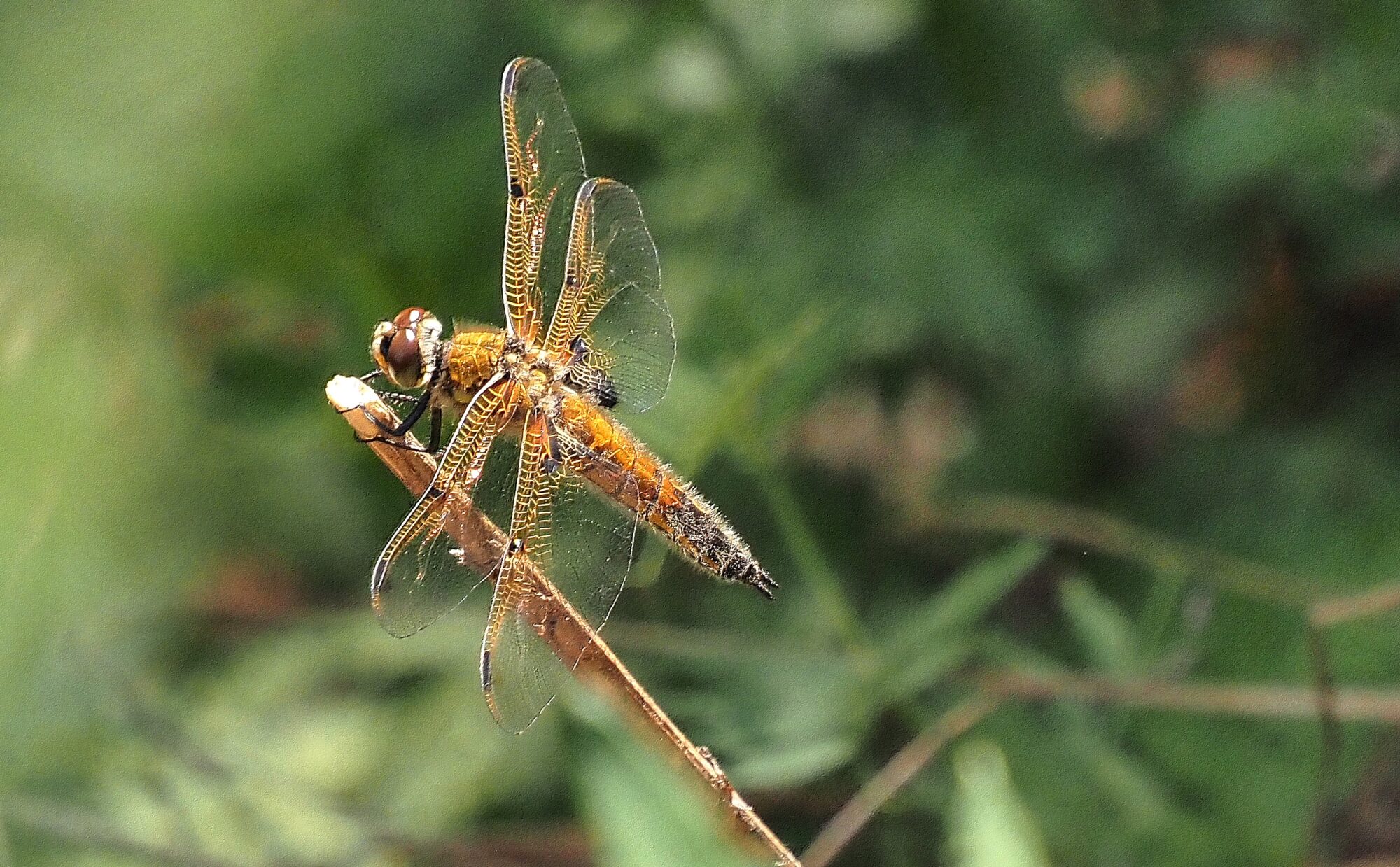 Valokuvaaja: Arja Valtonen