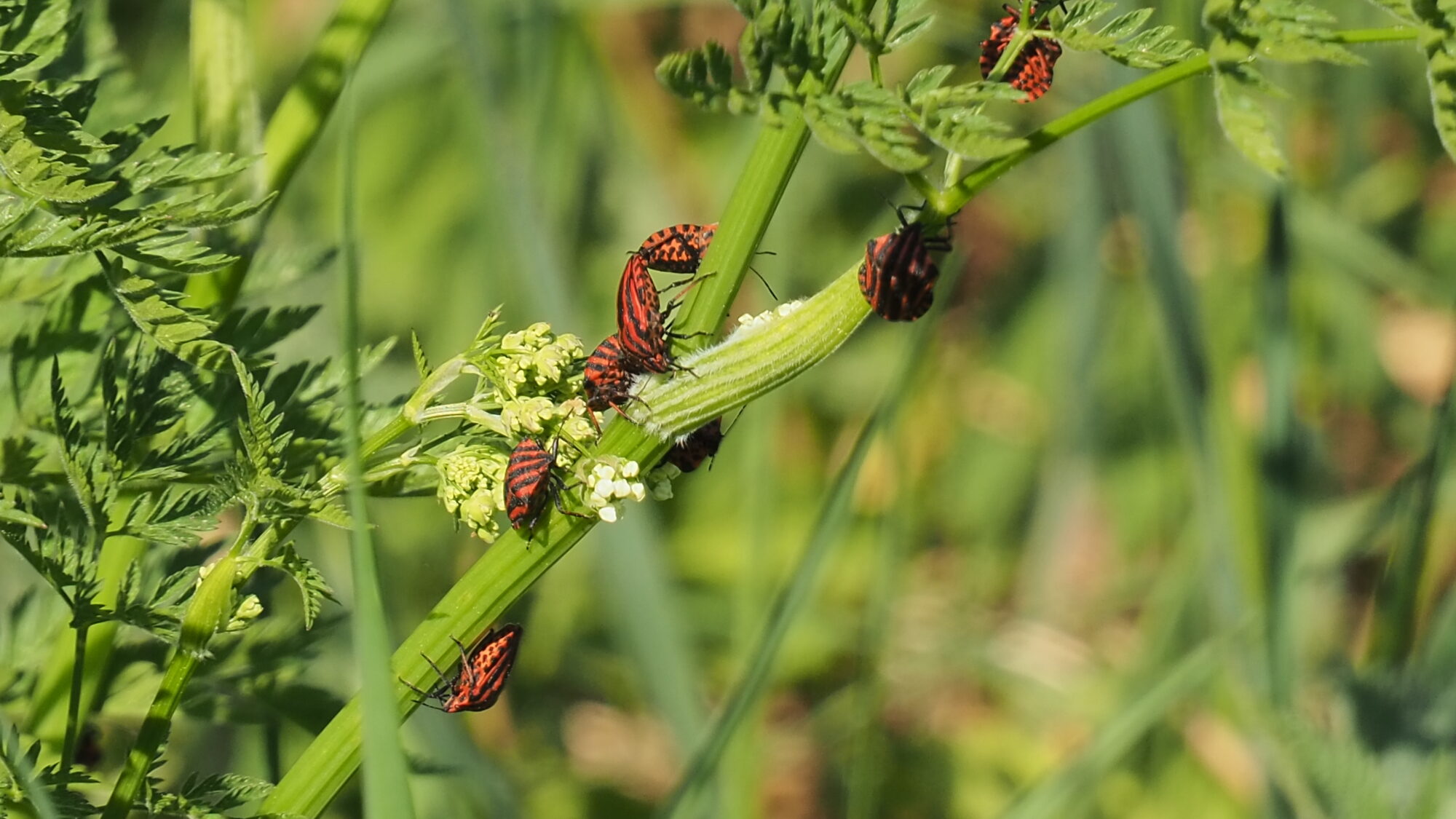 Valokuvaaja: Martti Valtonen