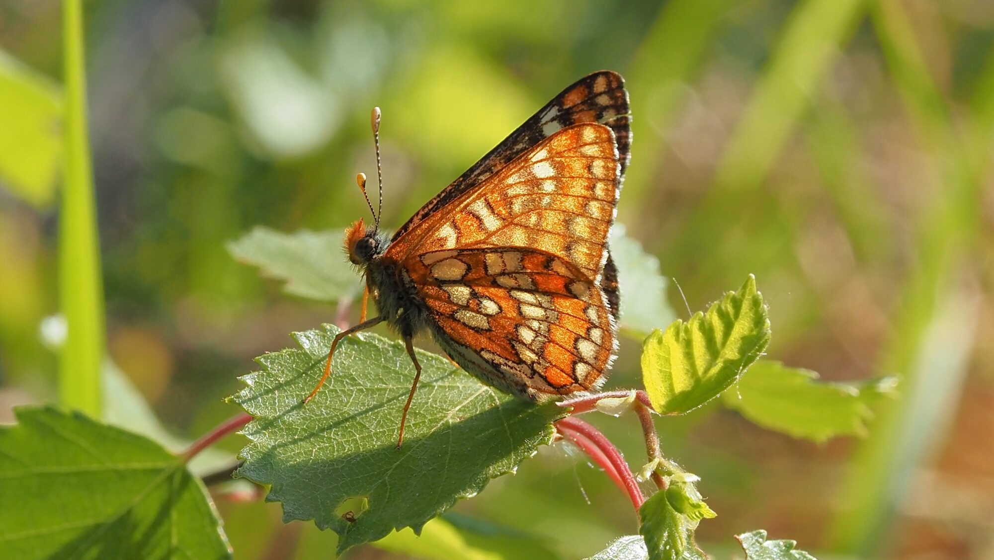 Valokuvaaja: Arja Valtonen Valokuvaaja: Arja Valtonen
