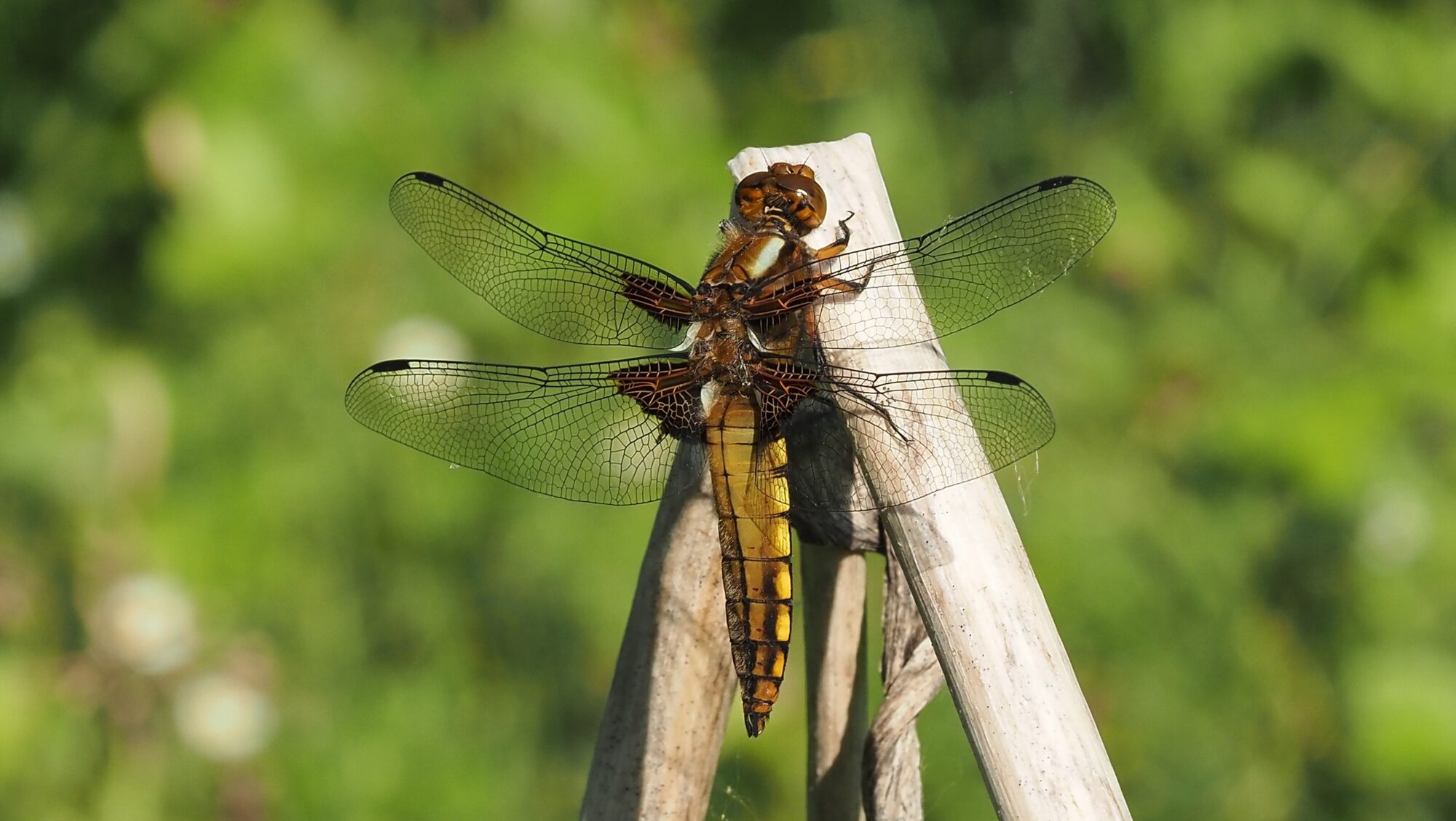 Valokuvaaja: Arja Valtonen