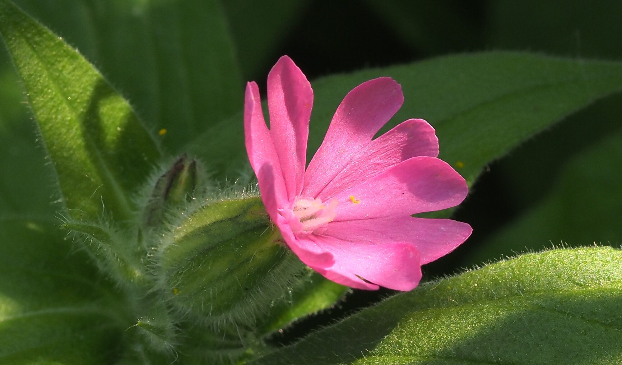 Valokuvaaja: Arja Valtonen