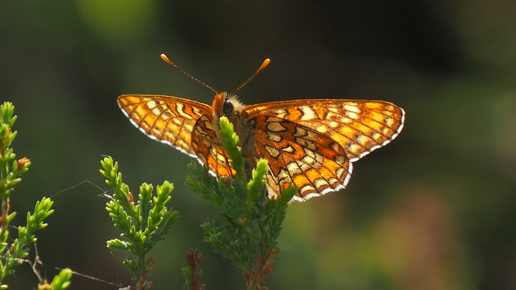 Valokuvaaja: Martti Valtonen