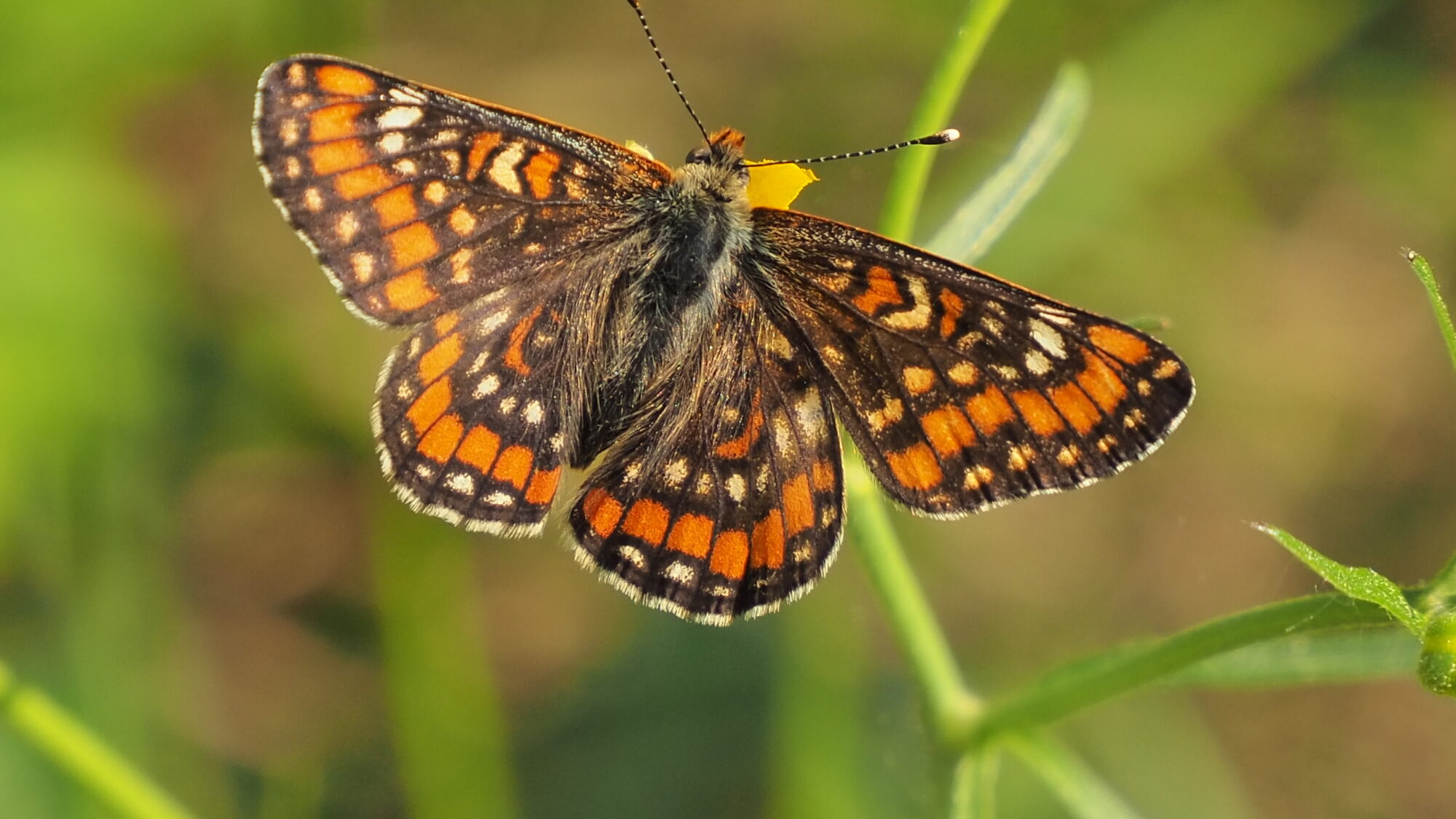 Valokuvaaja: Martti Valtonen