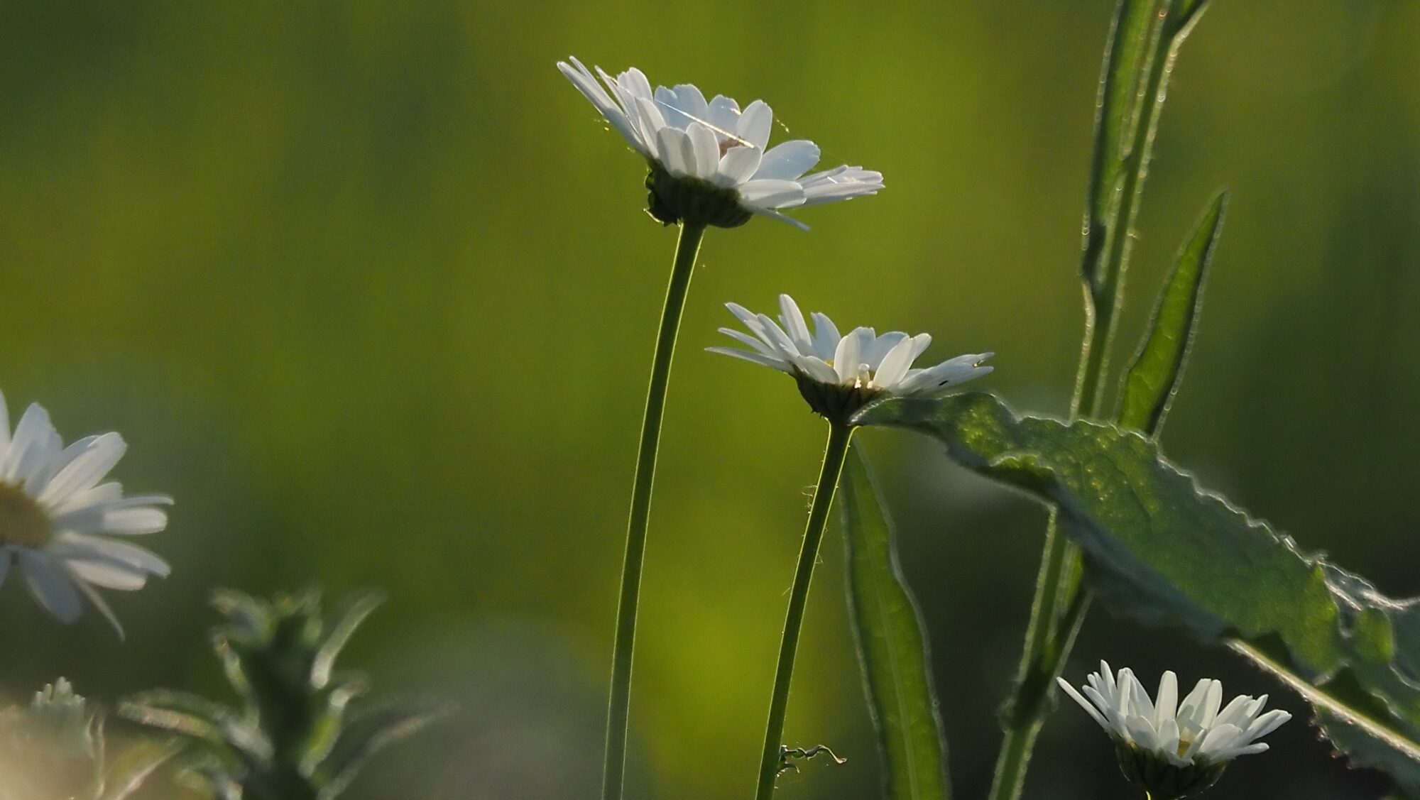 Valokuvaaja: Arja Valtonen