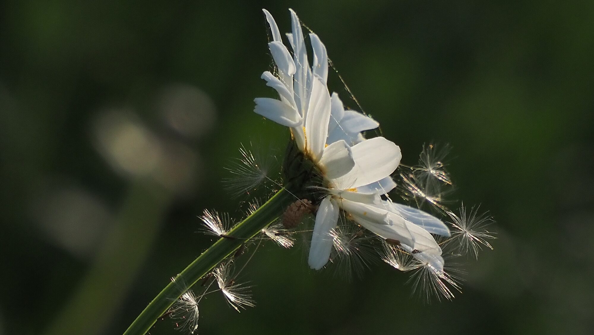 Valokuvaaja: Arja Valtonen