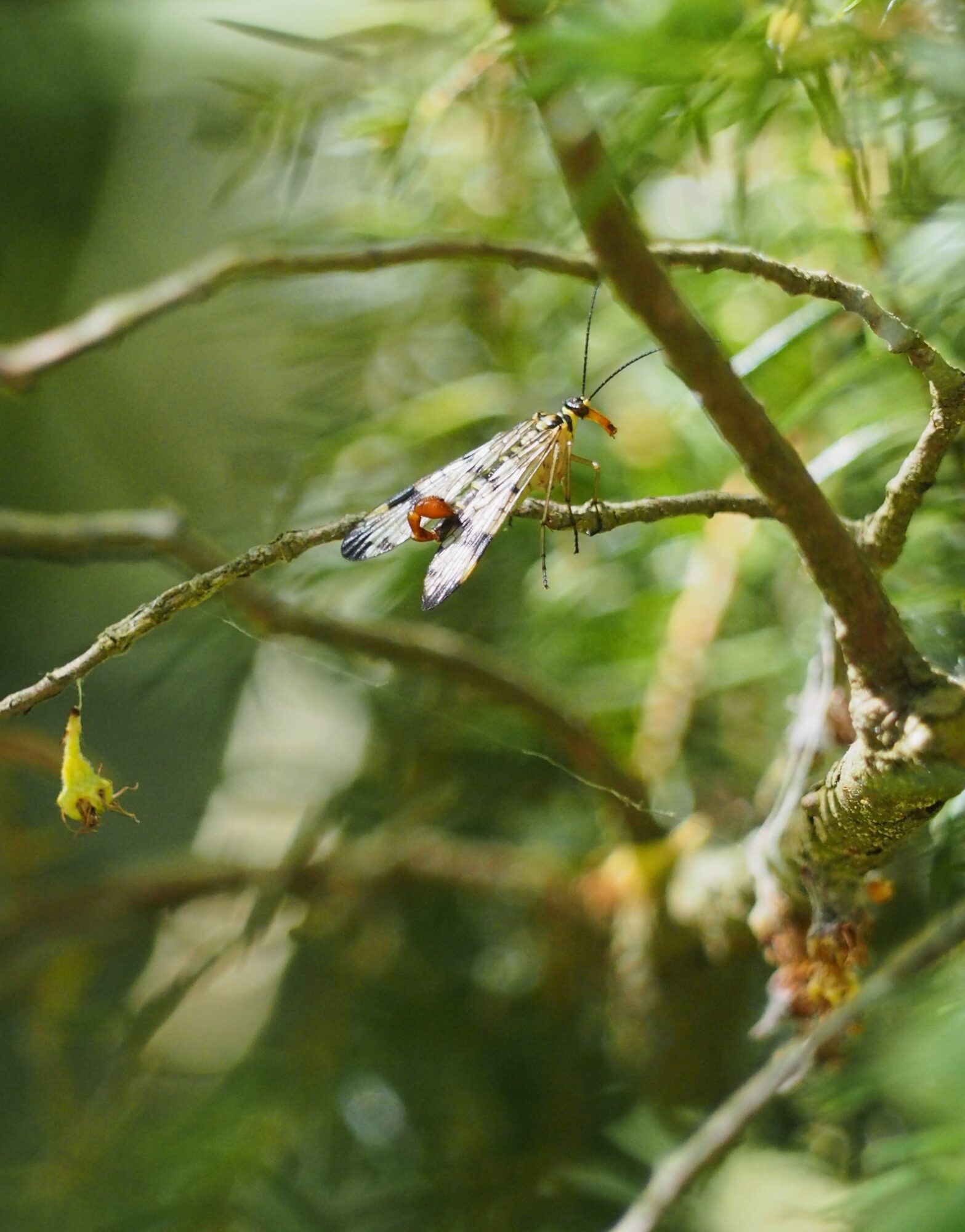 Valokuvaaja: maria blomgren