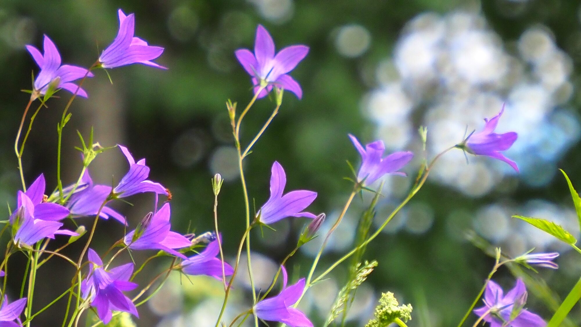 Valokuvaaja: Arja Valtonen