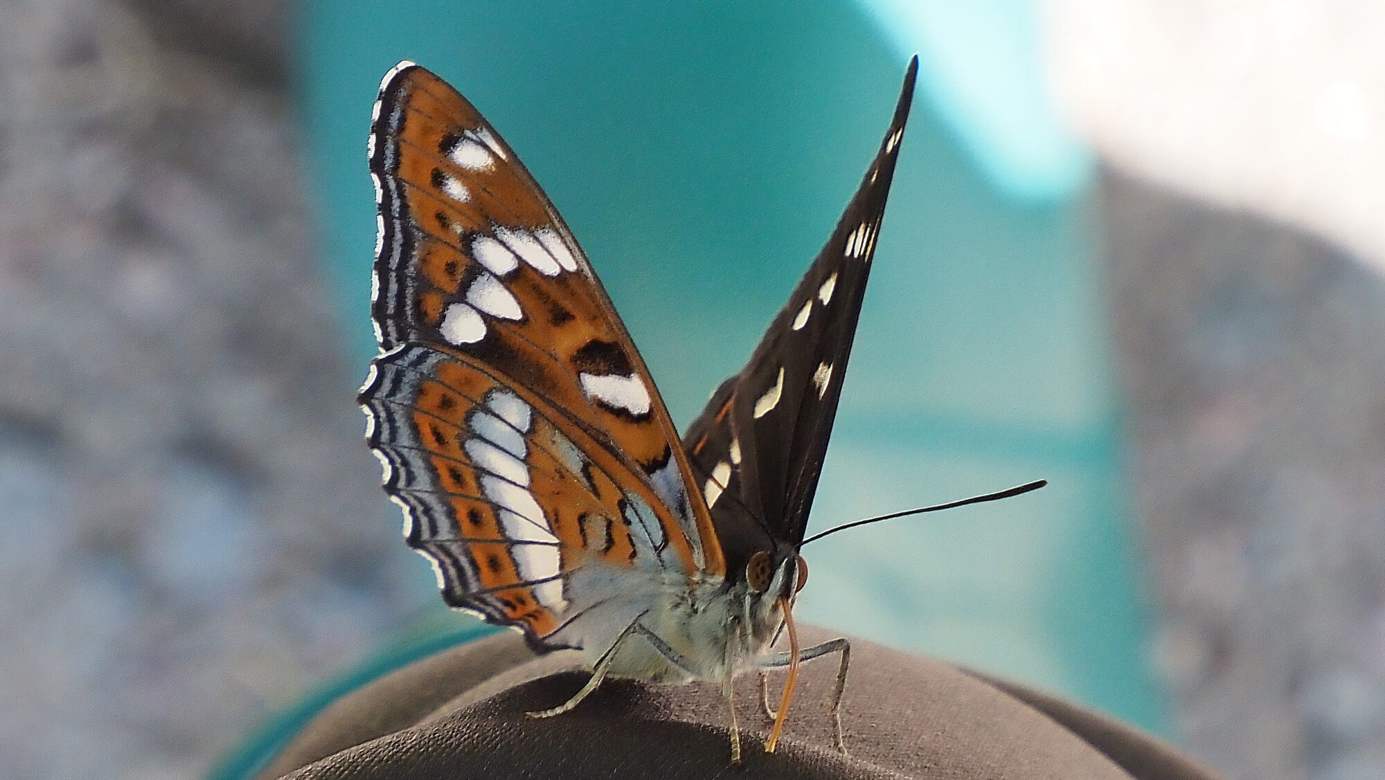 Valokuvaaja: Arja Valtonen