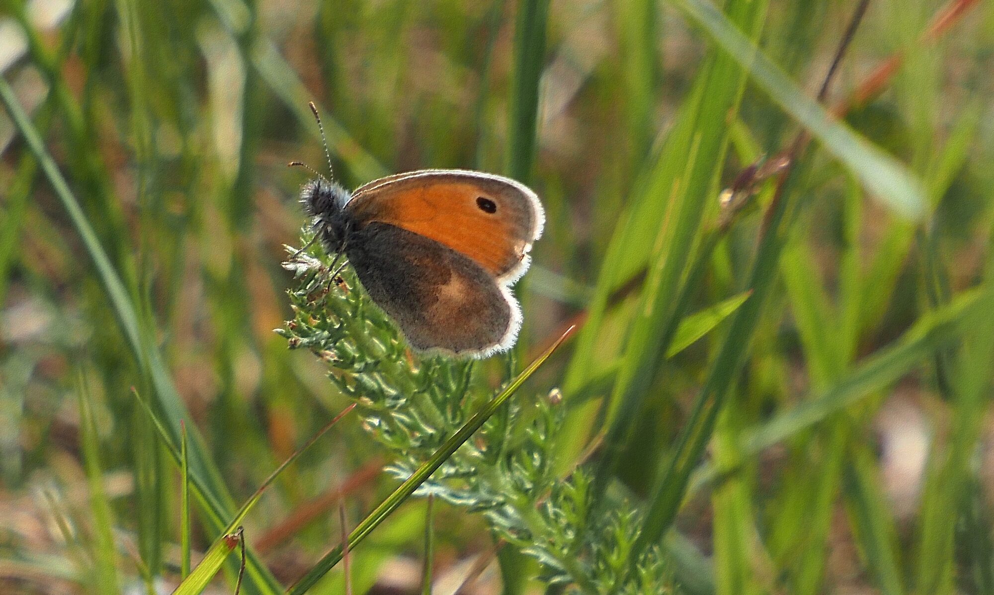 Valokuvaaja: Arja Valtonen