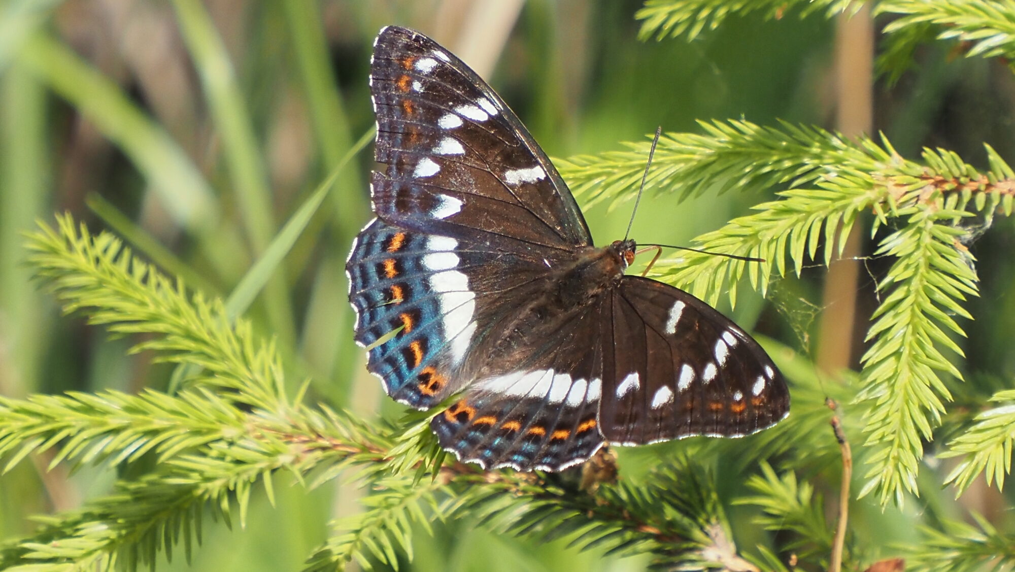 Valokuvaaja: Arja Valtonen