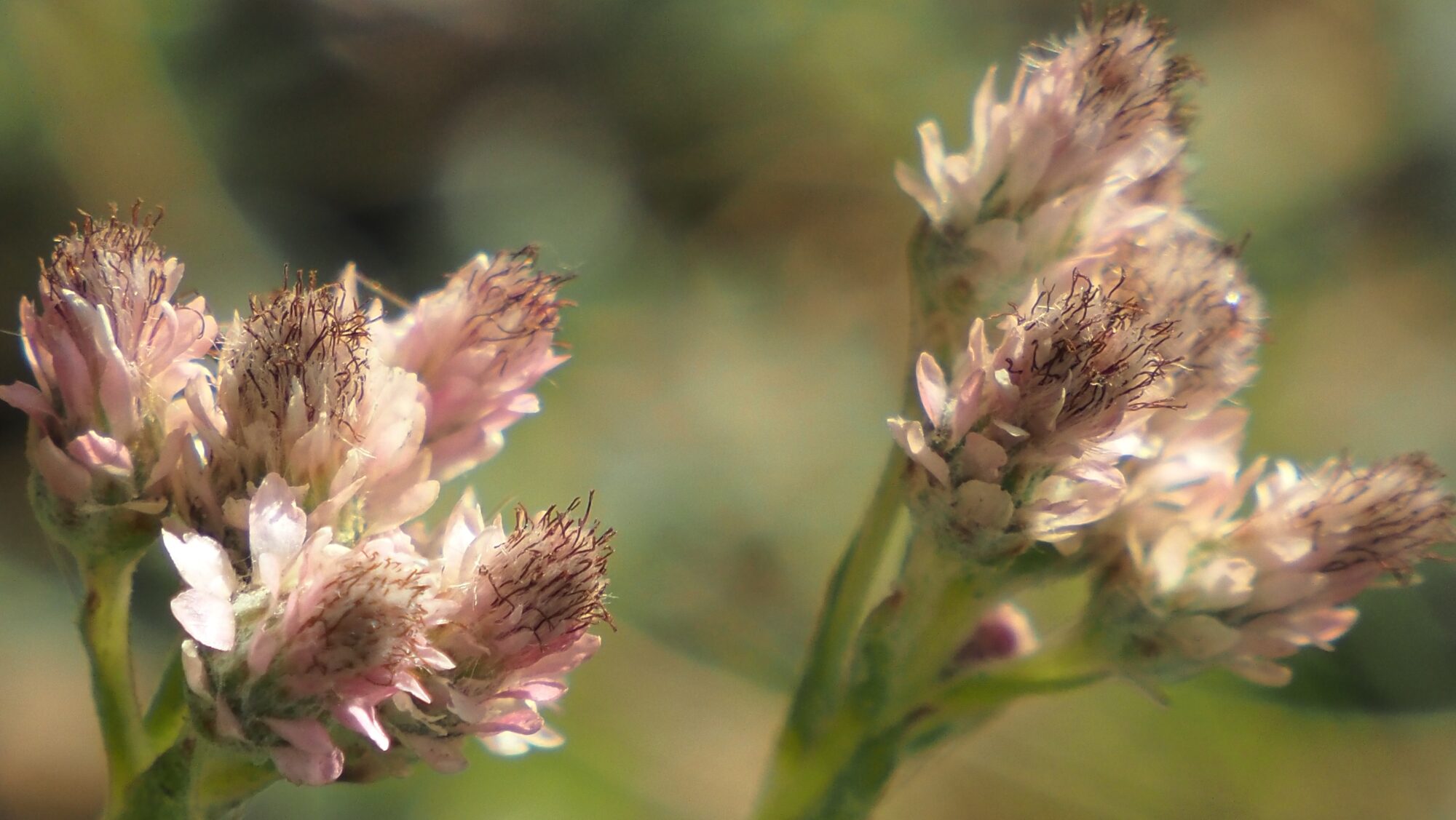 Valokuvaaja: Arja Valtonen