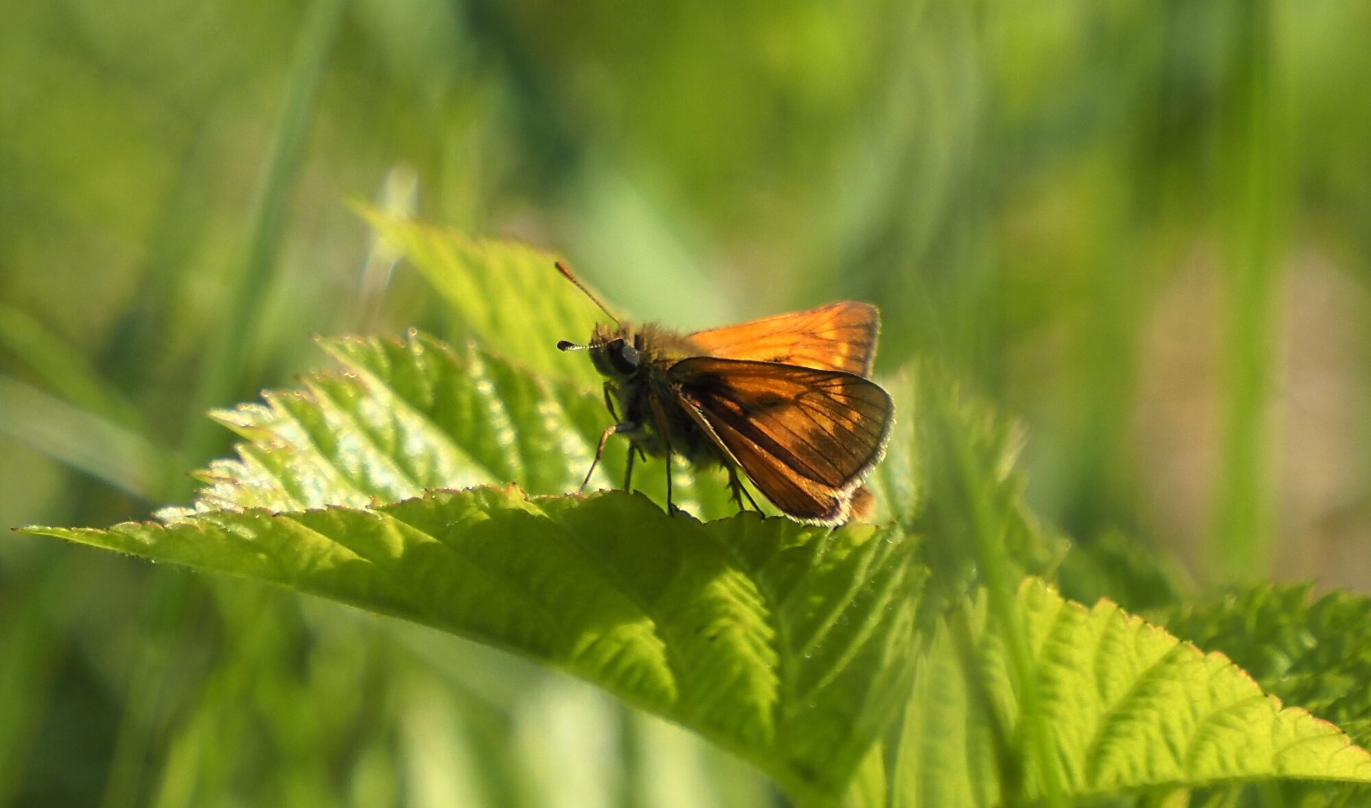Valokuvaaja: Arja Valtonen