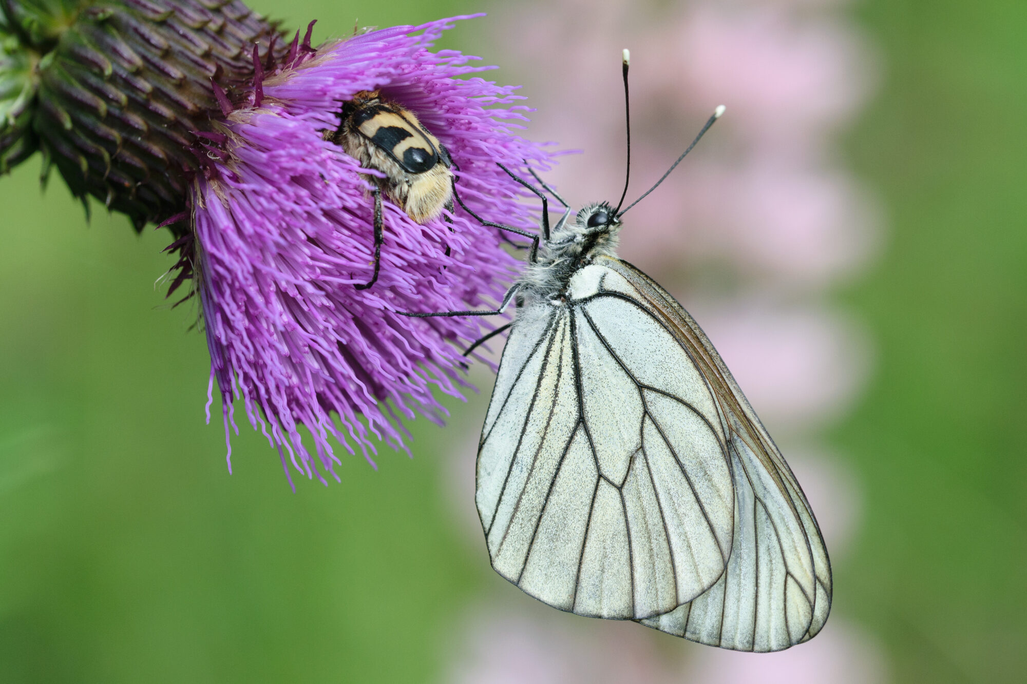 Valokuvaaja: Päivi Mustonen