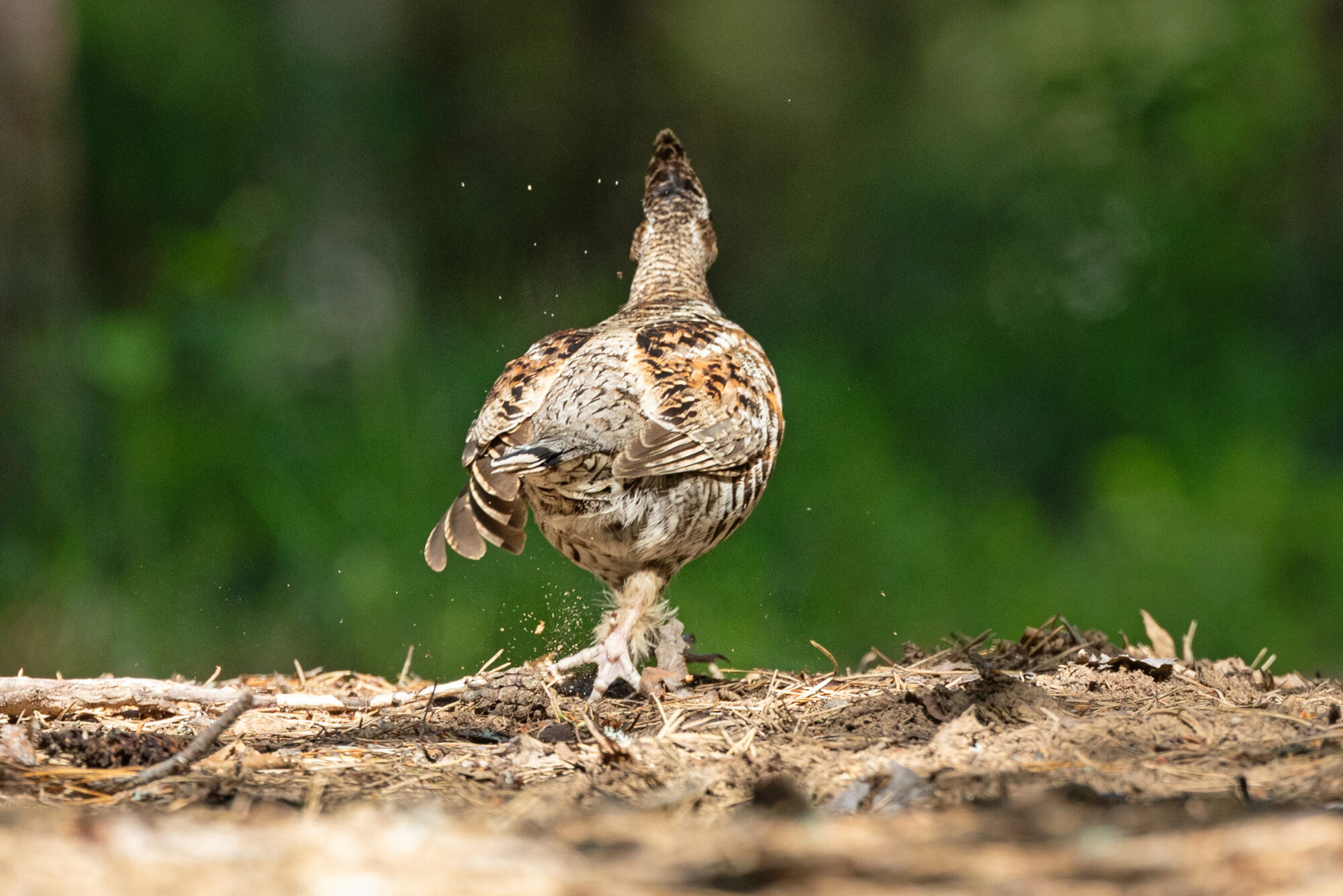Valokuvaaja: TOMMI KUJALA
