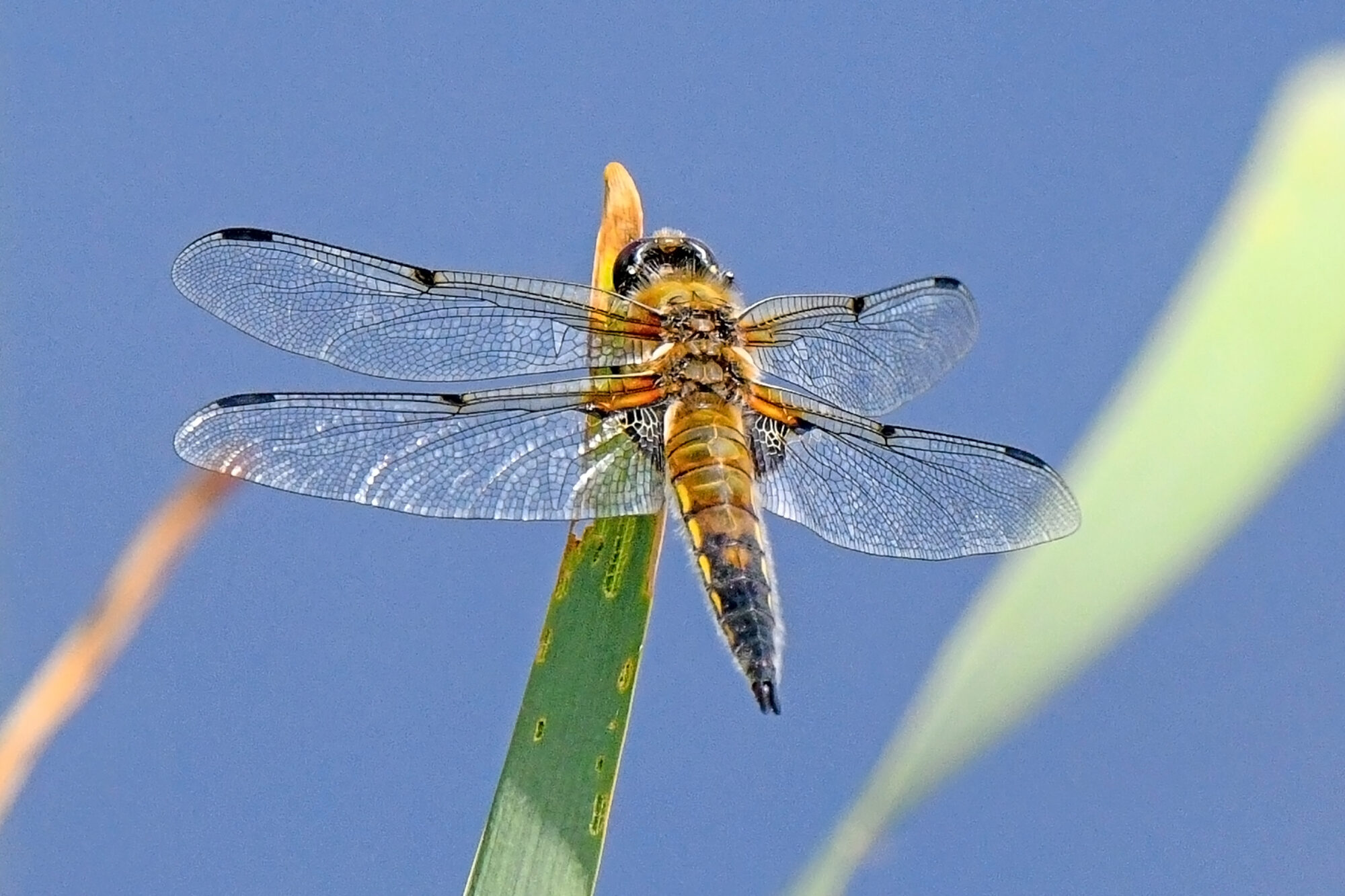 Valokuvaaja: Esko Pihl