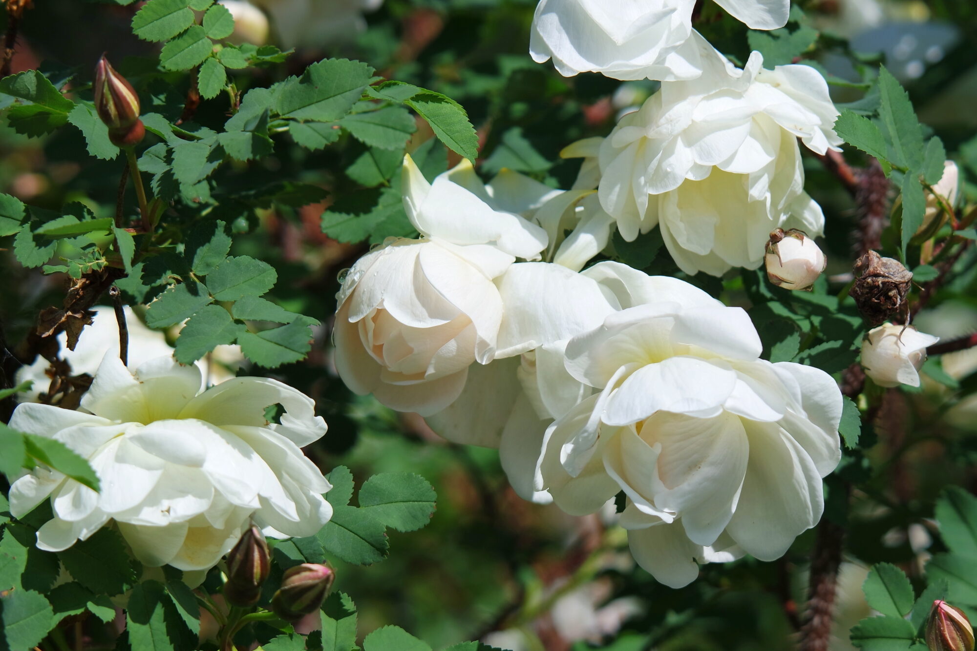 Valokuvaaja: Kaarlo Asikainen