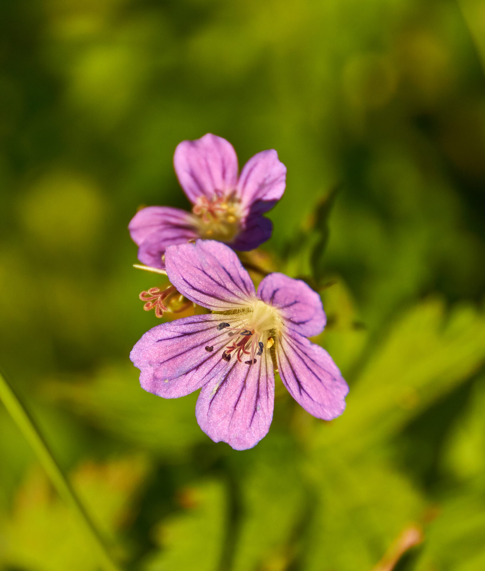 Valokuvaaja: Tarja Kouvo