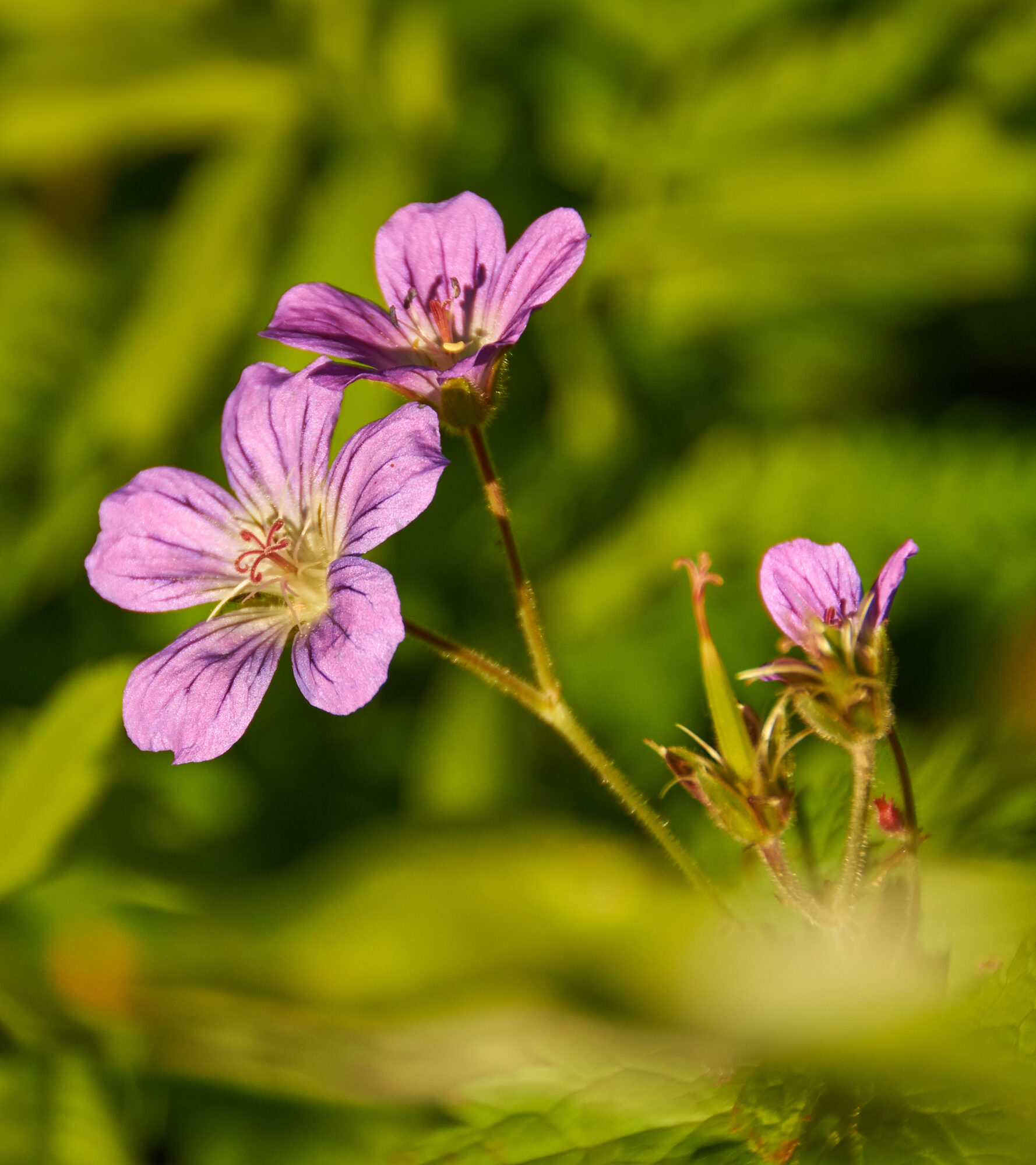 Valokuvaaja: Tarja Kouvo Valokuvaaja: Tarja Kouvo