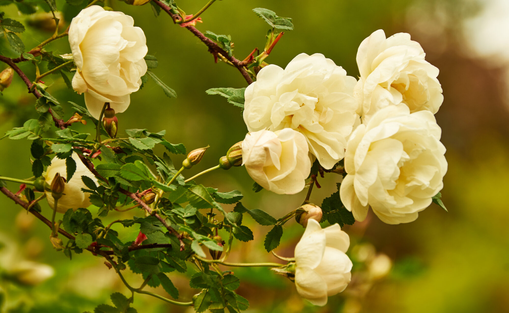 Valokuvaaja: Tarja Kouvo Valokuvaaja: Tarja Kouvo