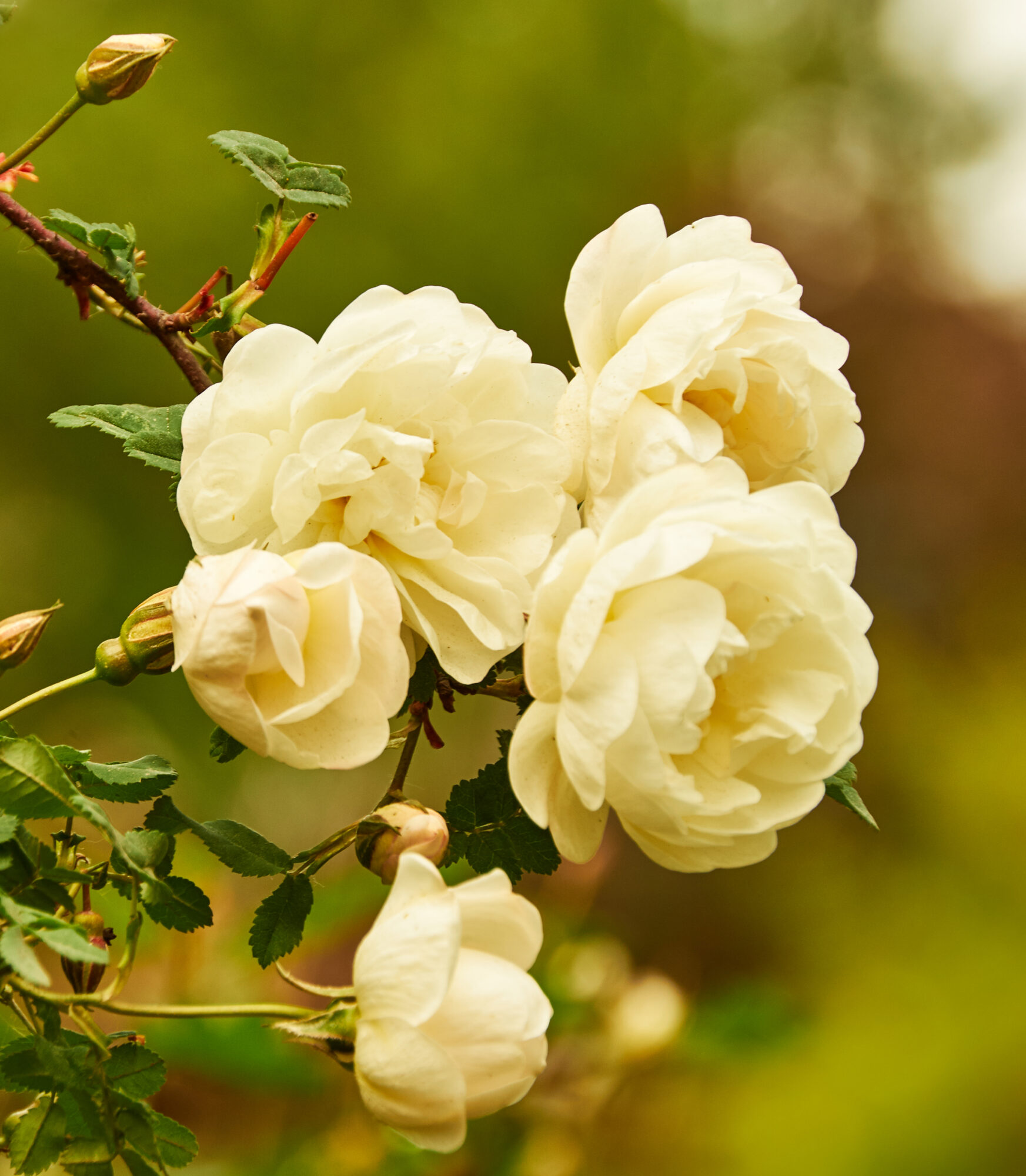 Valokuvaaja: Tarja Kouvo